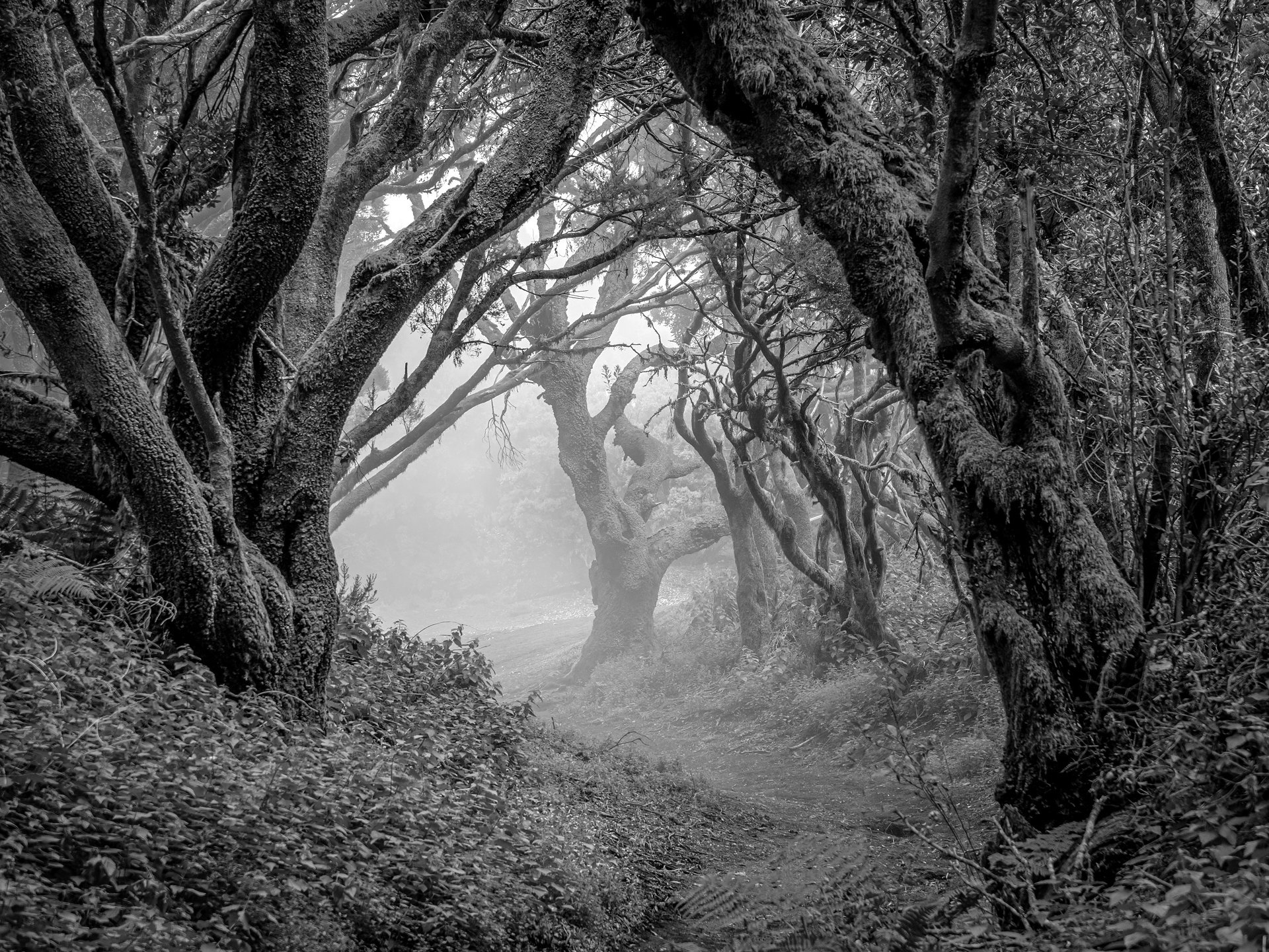 Nebelwald (SW)