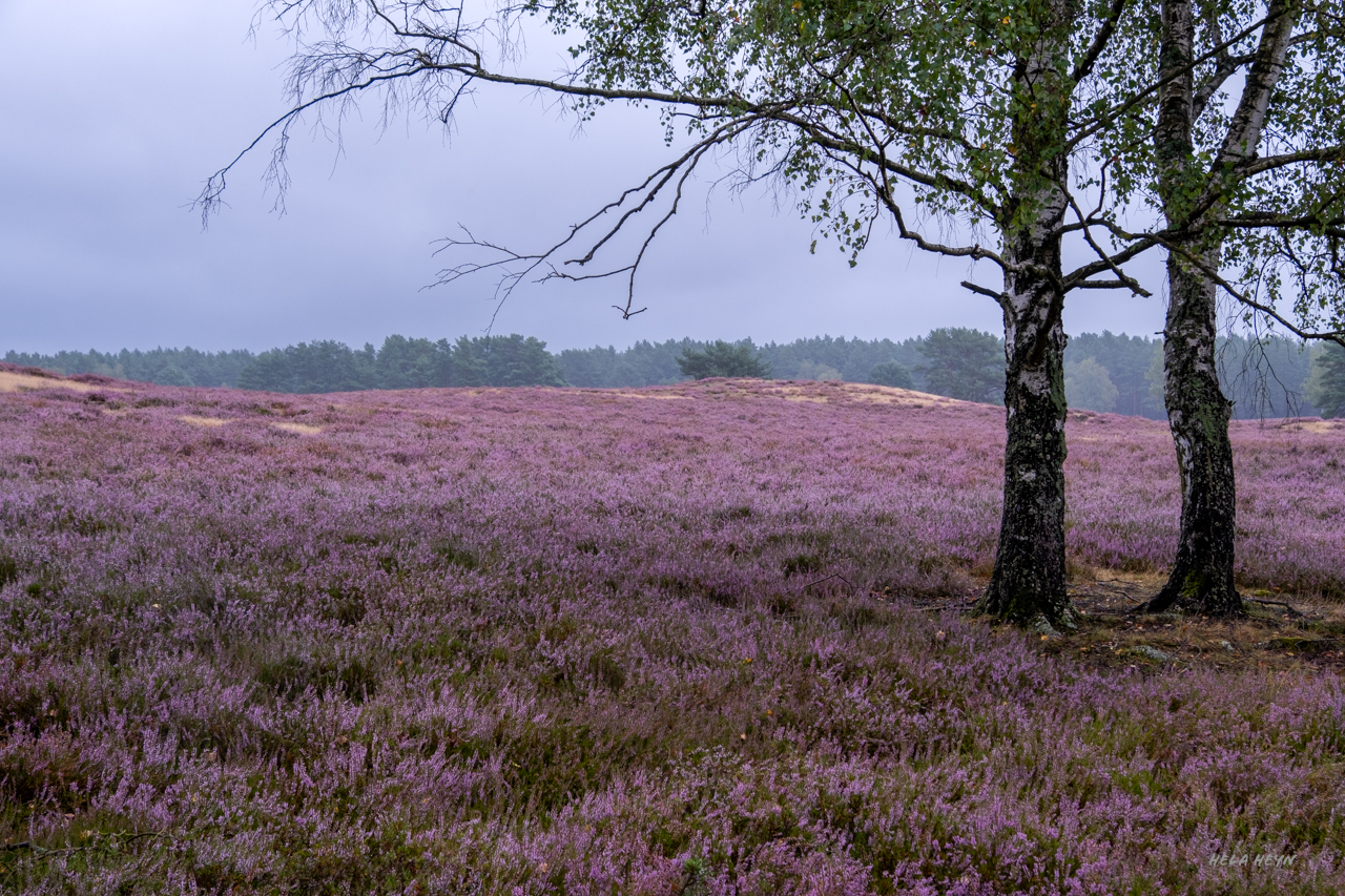Nemitzer Heide