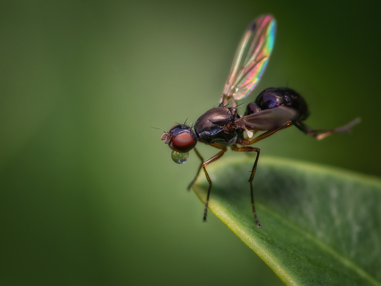 Nemopoda nitidula