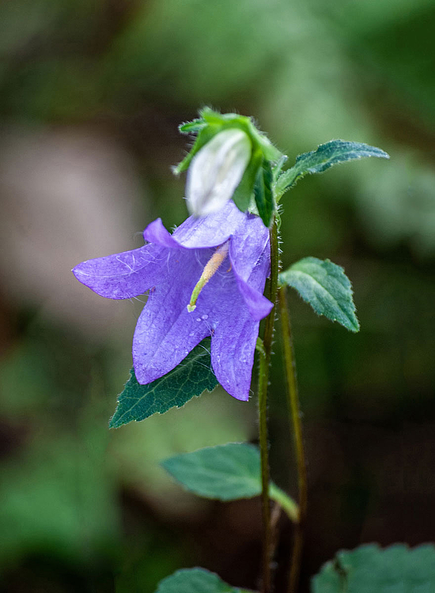 Nesselblättrige Glockenblume