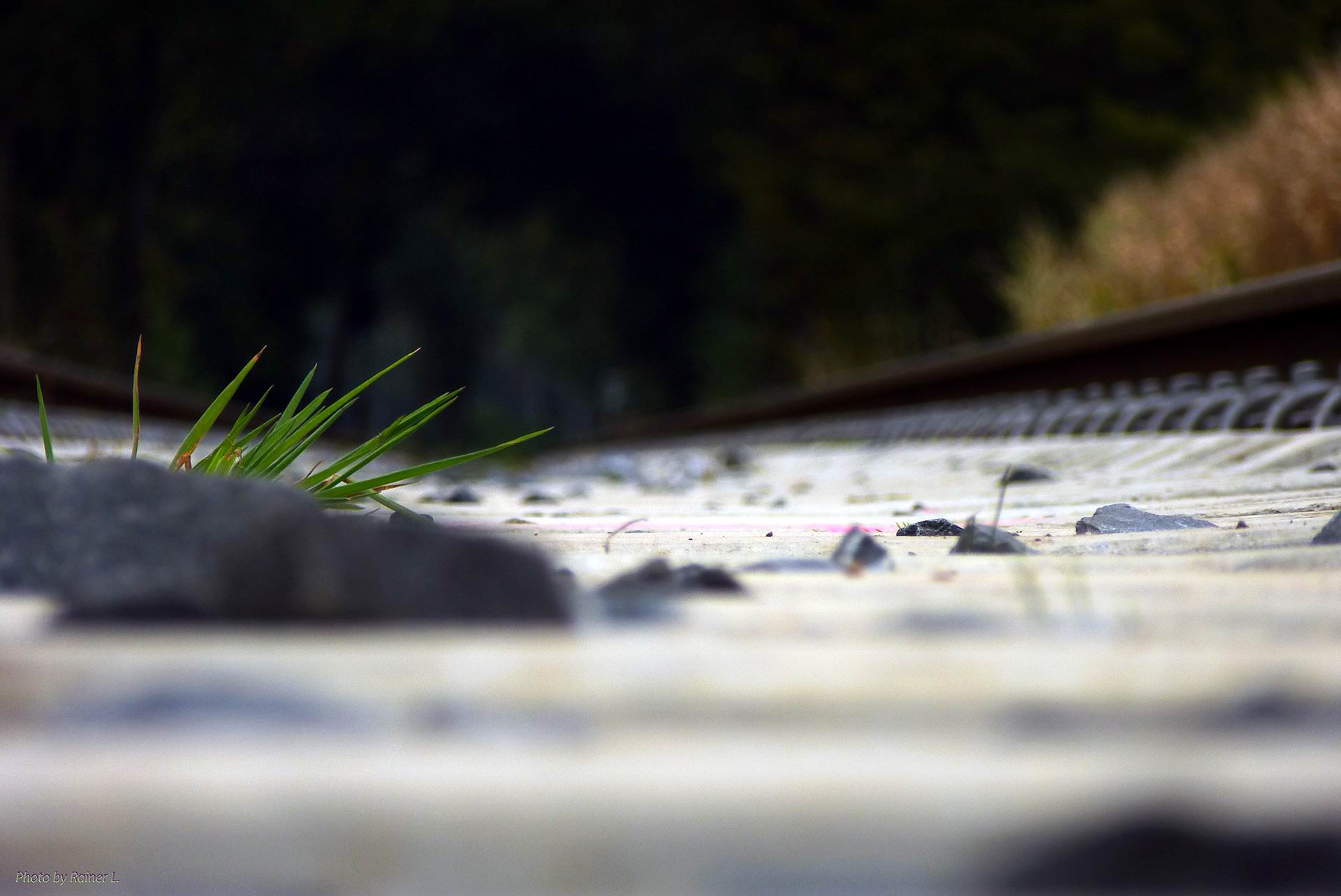 Neues Grün zwischen neuen Schwellen...