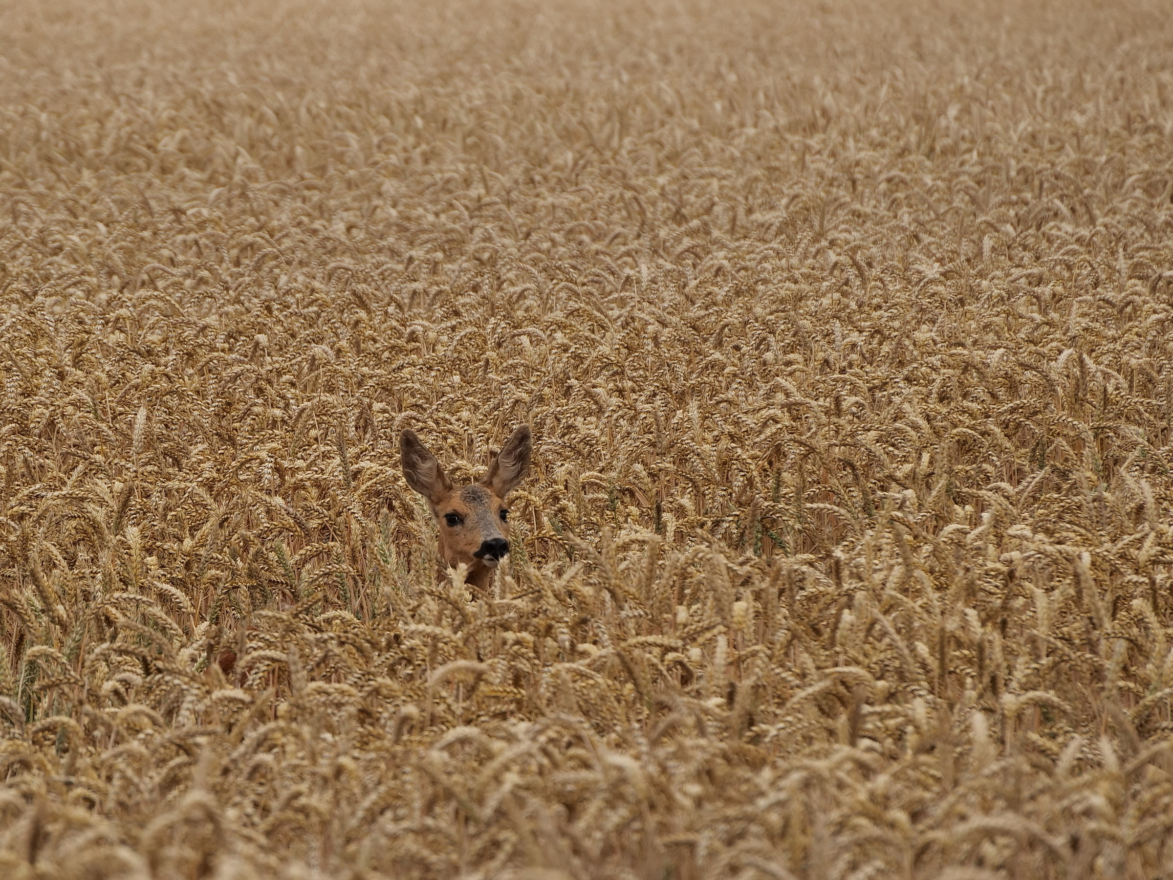 Neugieriges Reh.