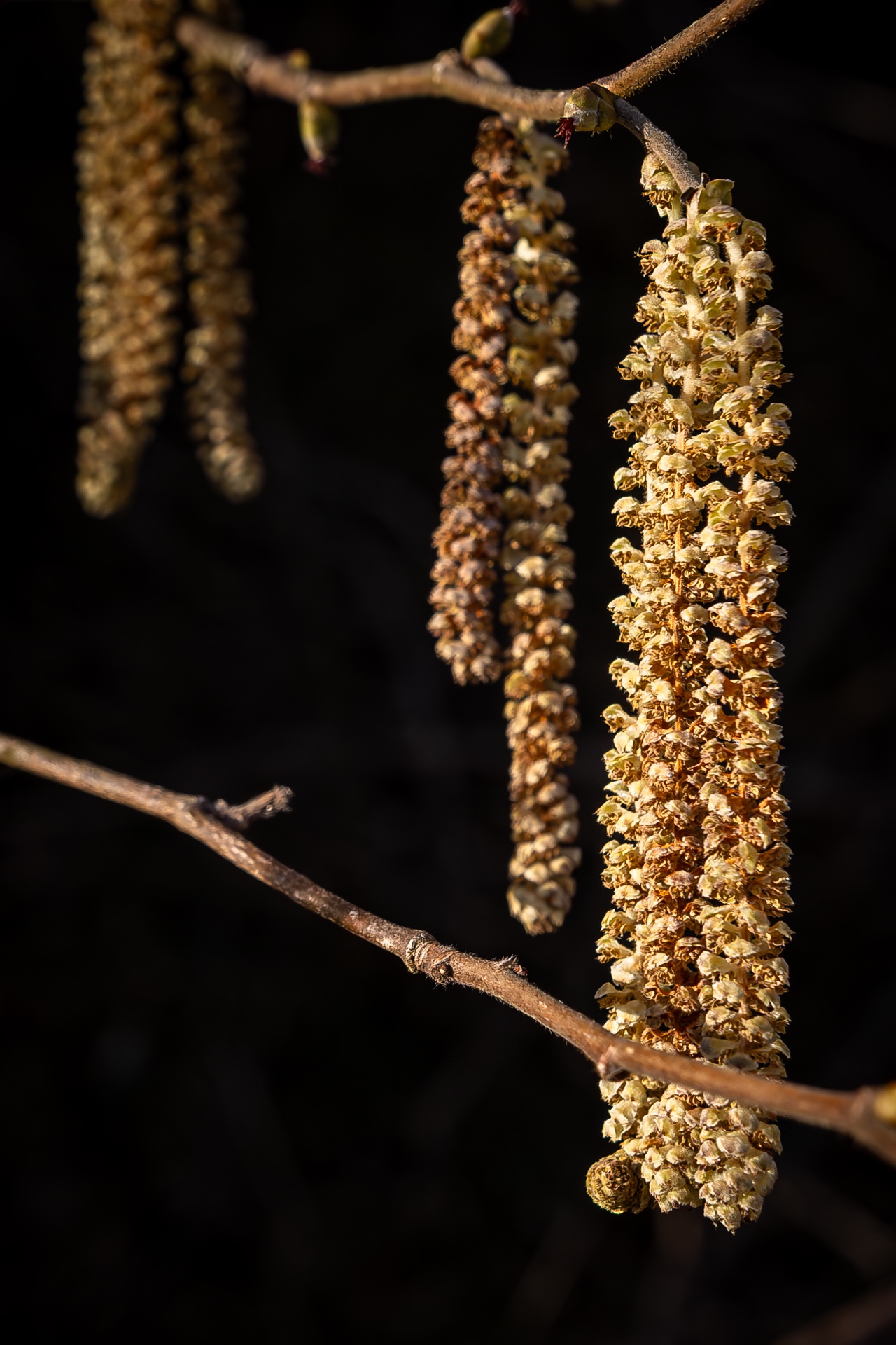 nicht jedermanns Freund