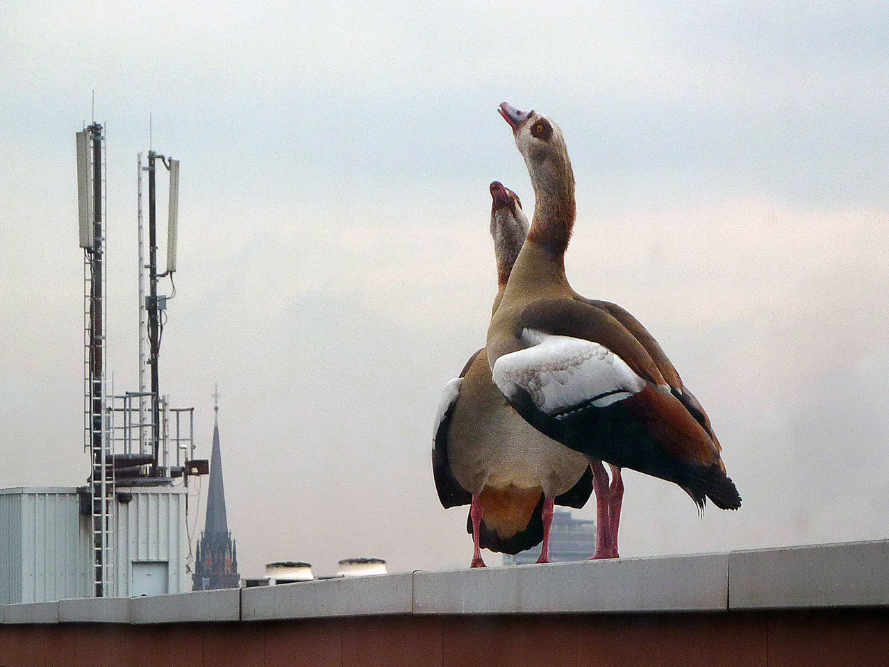 Nilgänse über Frankfurt