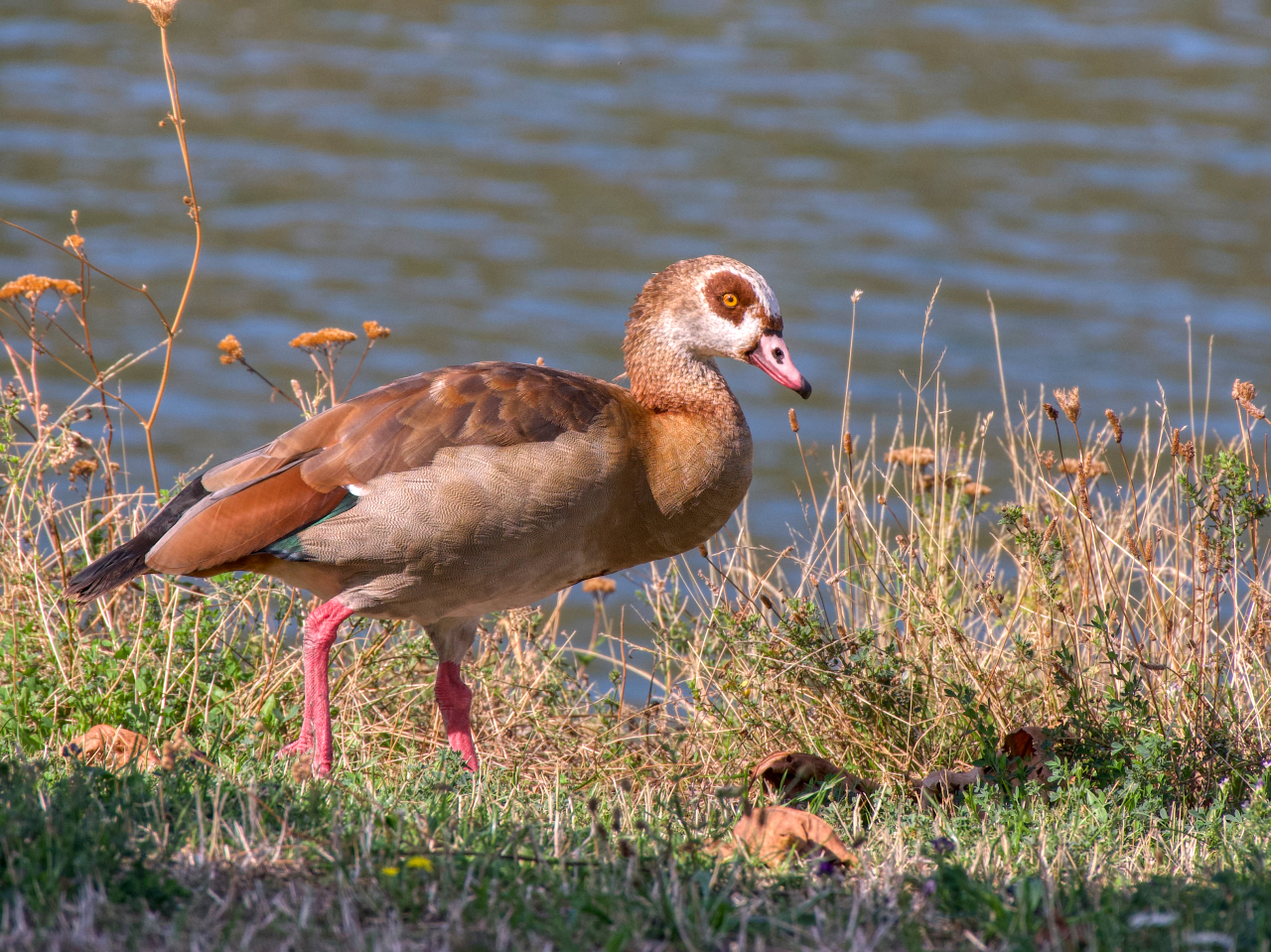 Nilgans am Rhein