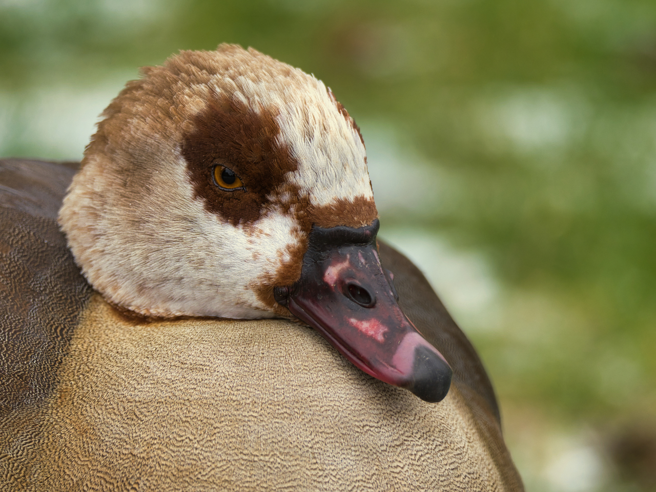 Nilgans