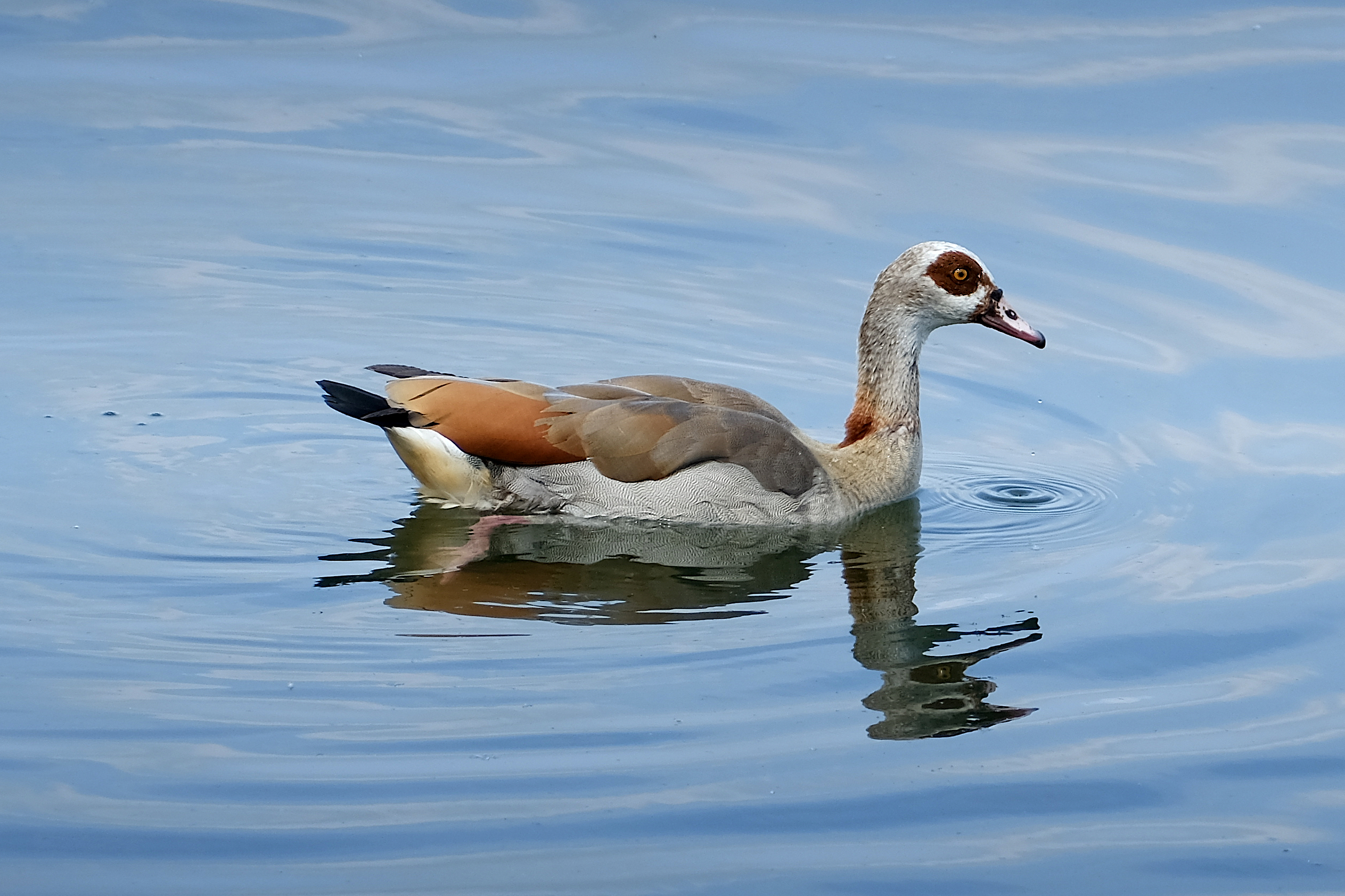 Nilgans