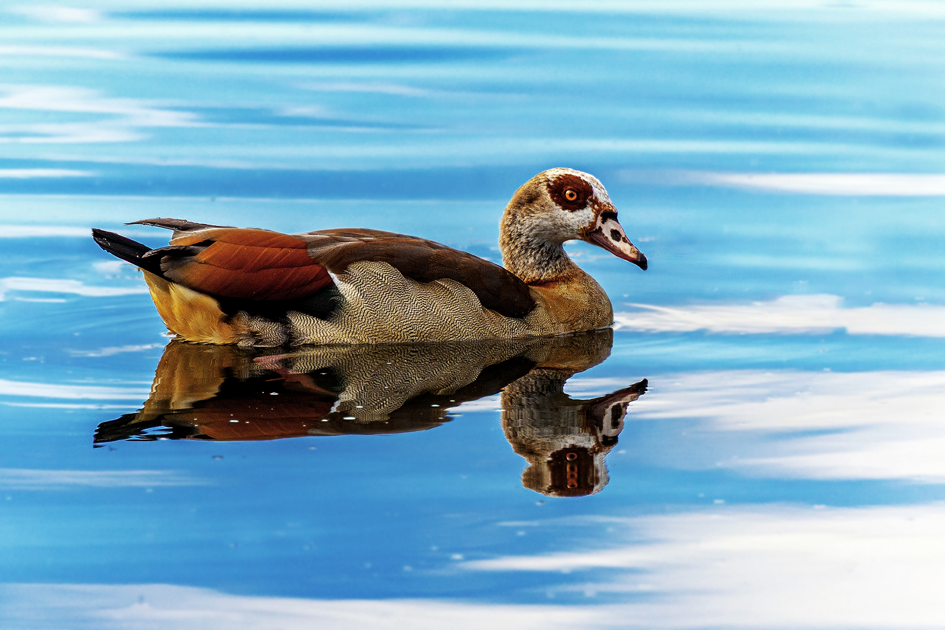 Nilgans ^^