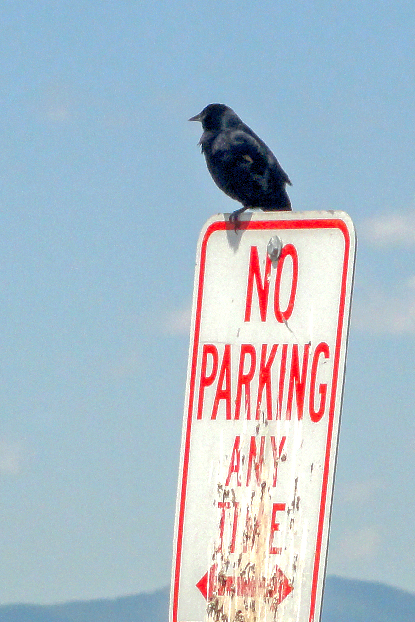 No Parking