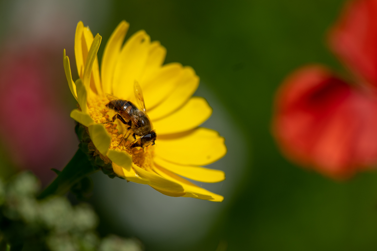 noch ein Bienchen