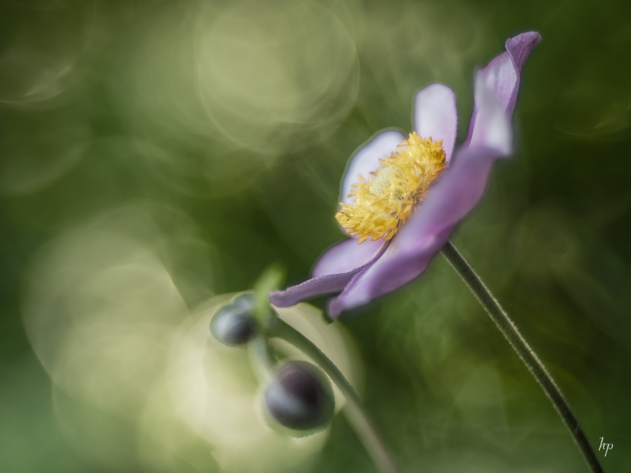 Noch eine Herbstanemone