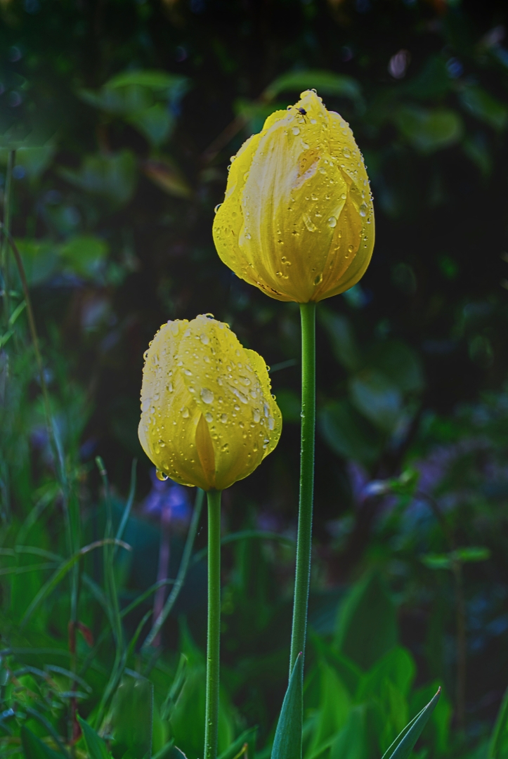 Noch einmal die 2 Tulpen