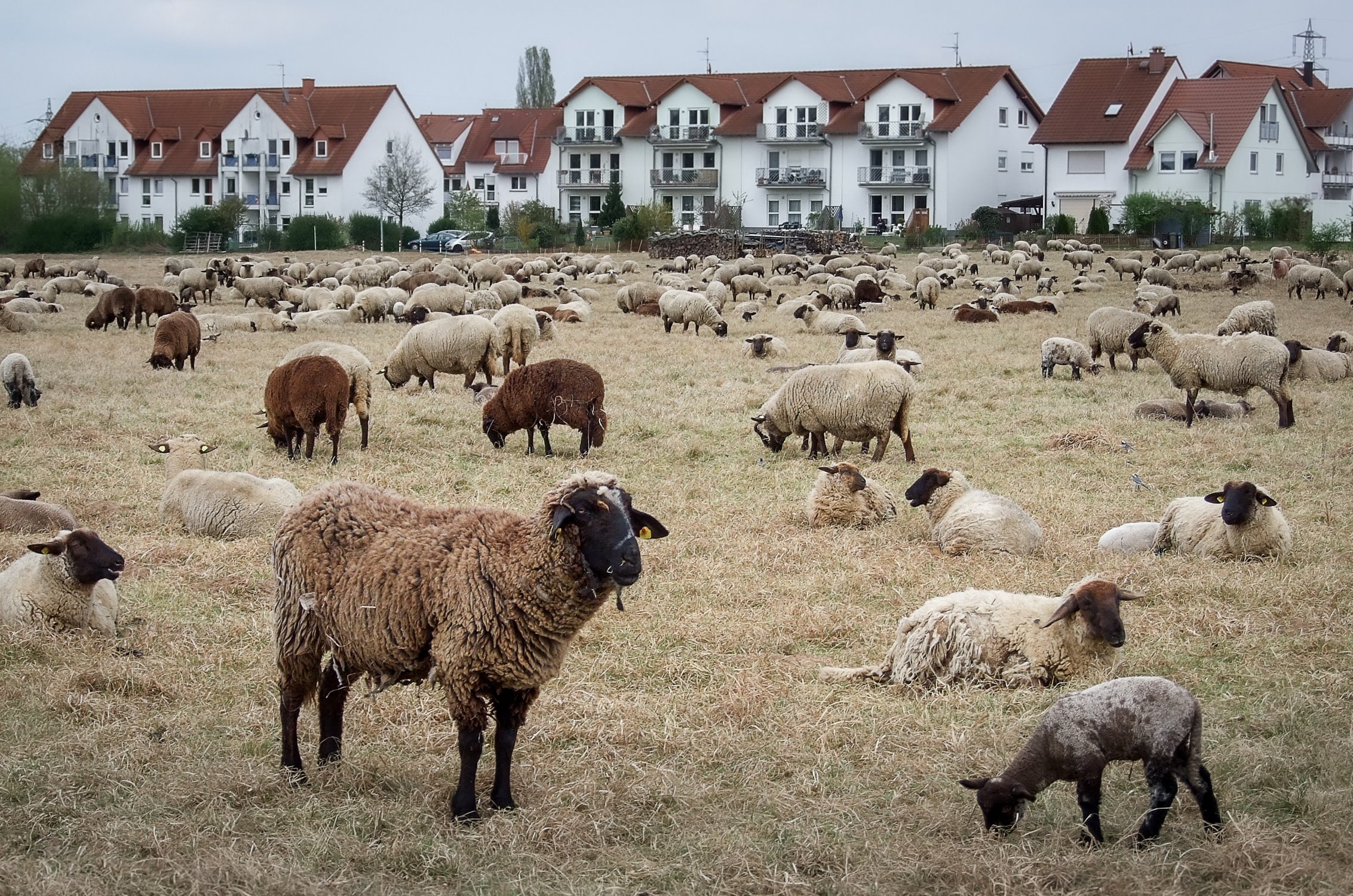 Noch ist es eine Wiese ... Krippenplätze gesucht.🎄