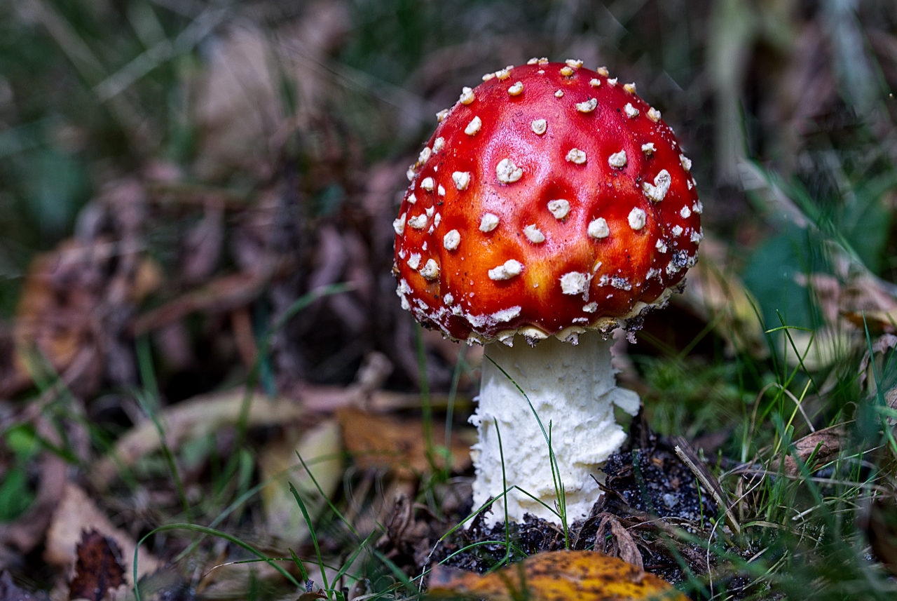 Noch kleiner Fliegenpilz