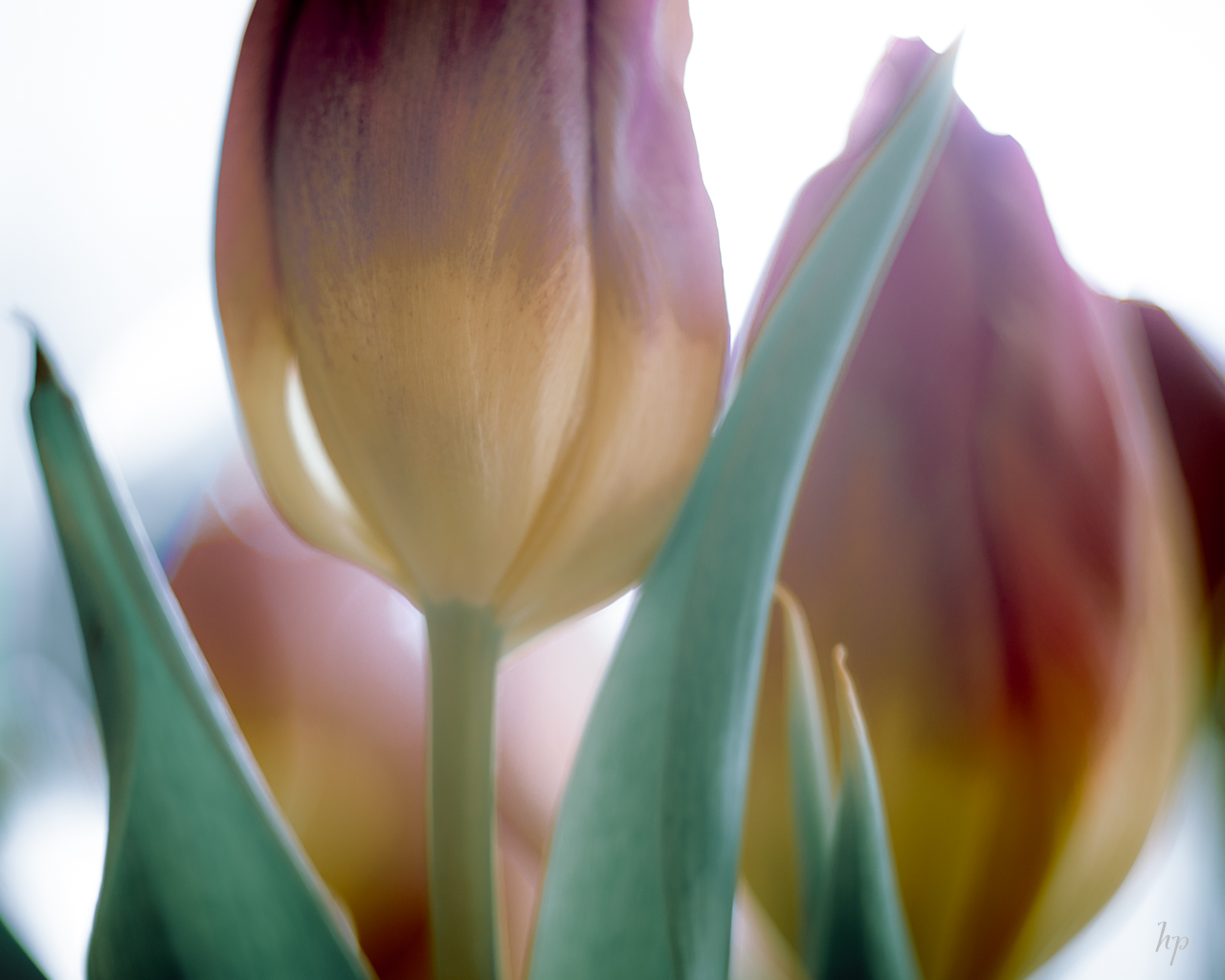 Noch mehr Tulpen