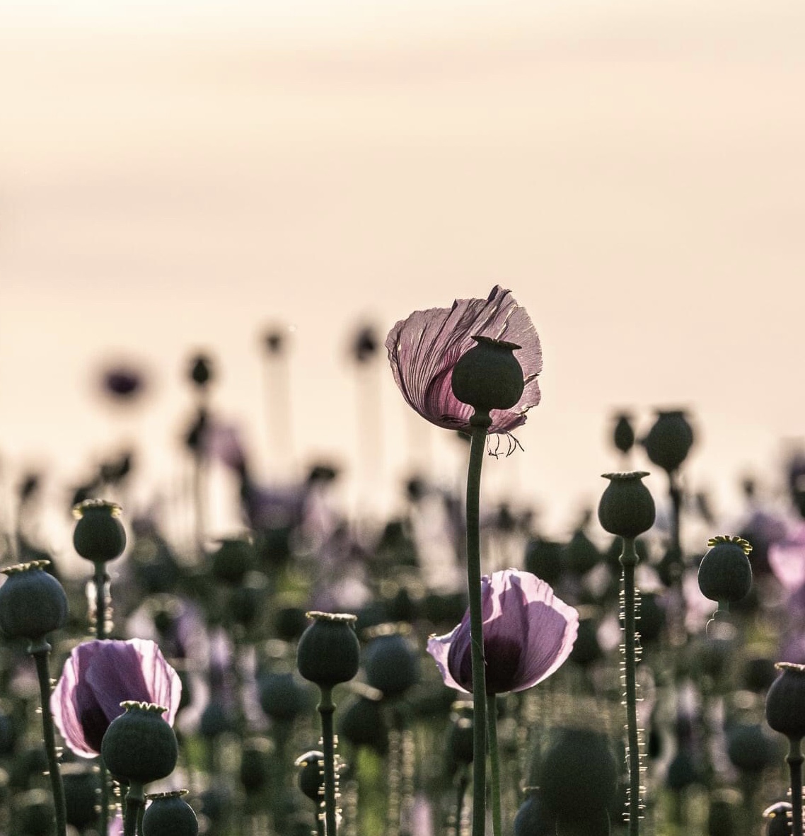 Nochmal Mohn die Zweite