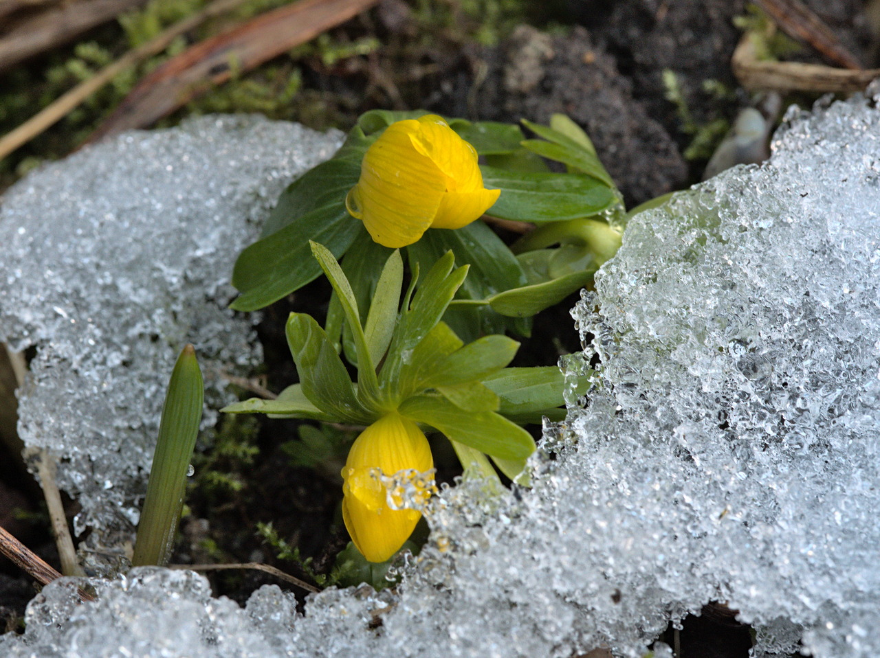 Nochmal Winterlinge