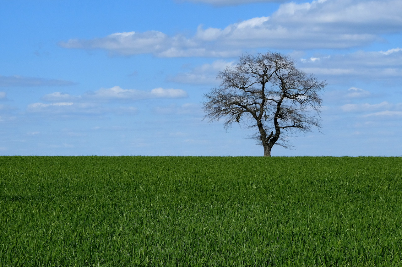 Noch'n Baum