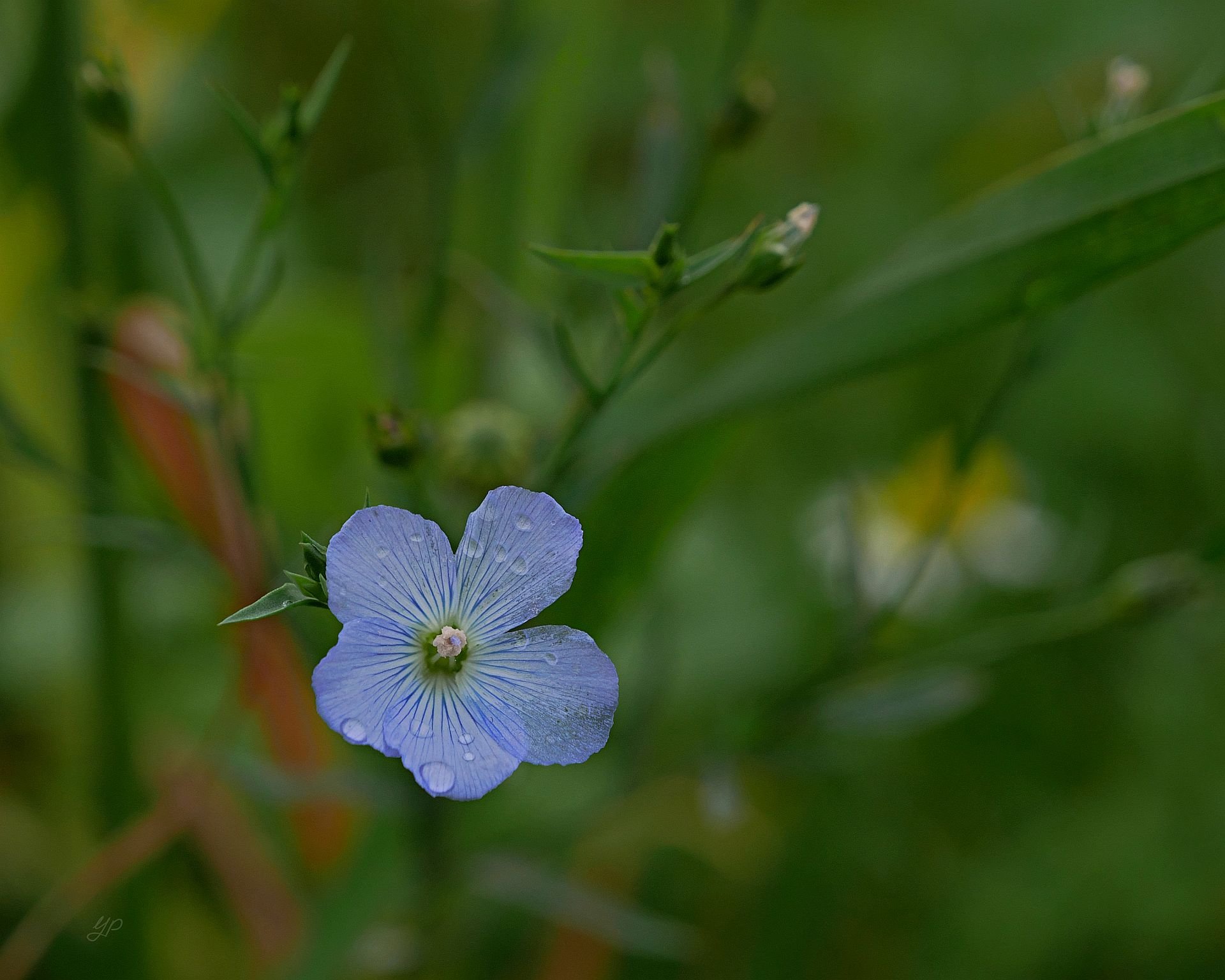 November-Bodenverbesserung