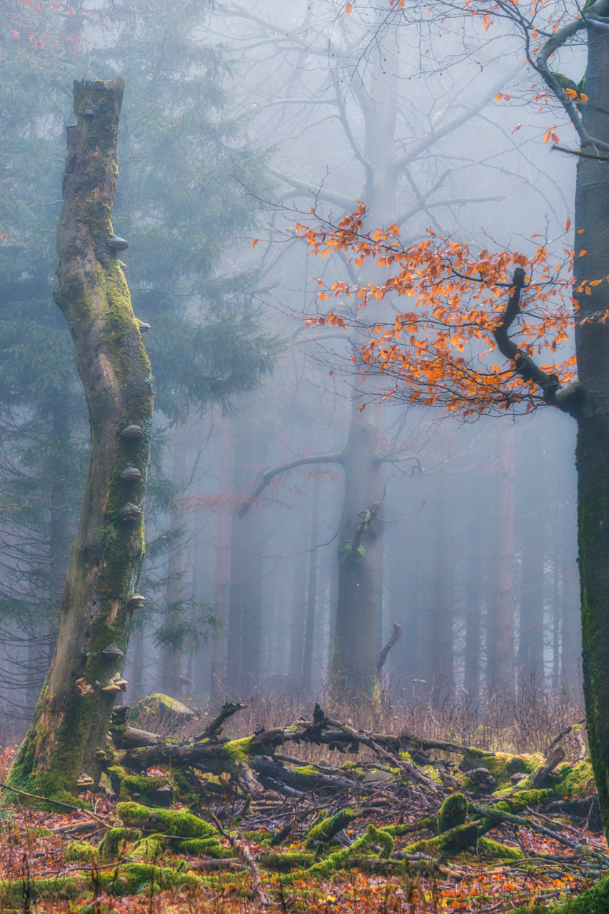 November-Nebel