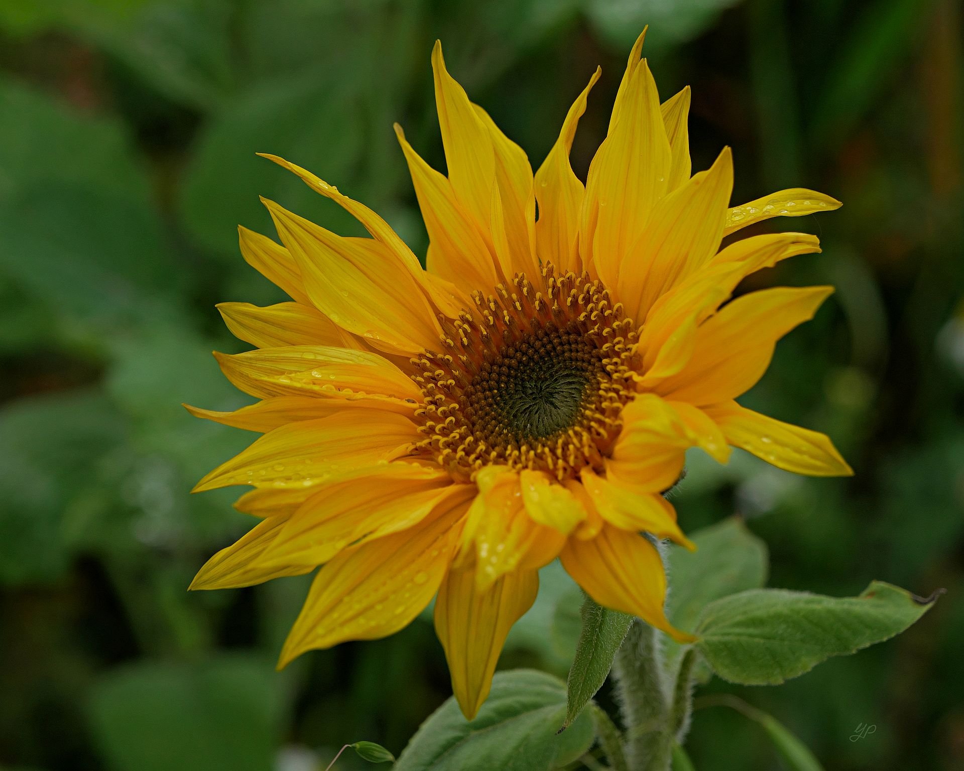 November-Sonne(nblume)