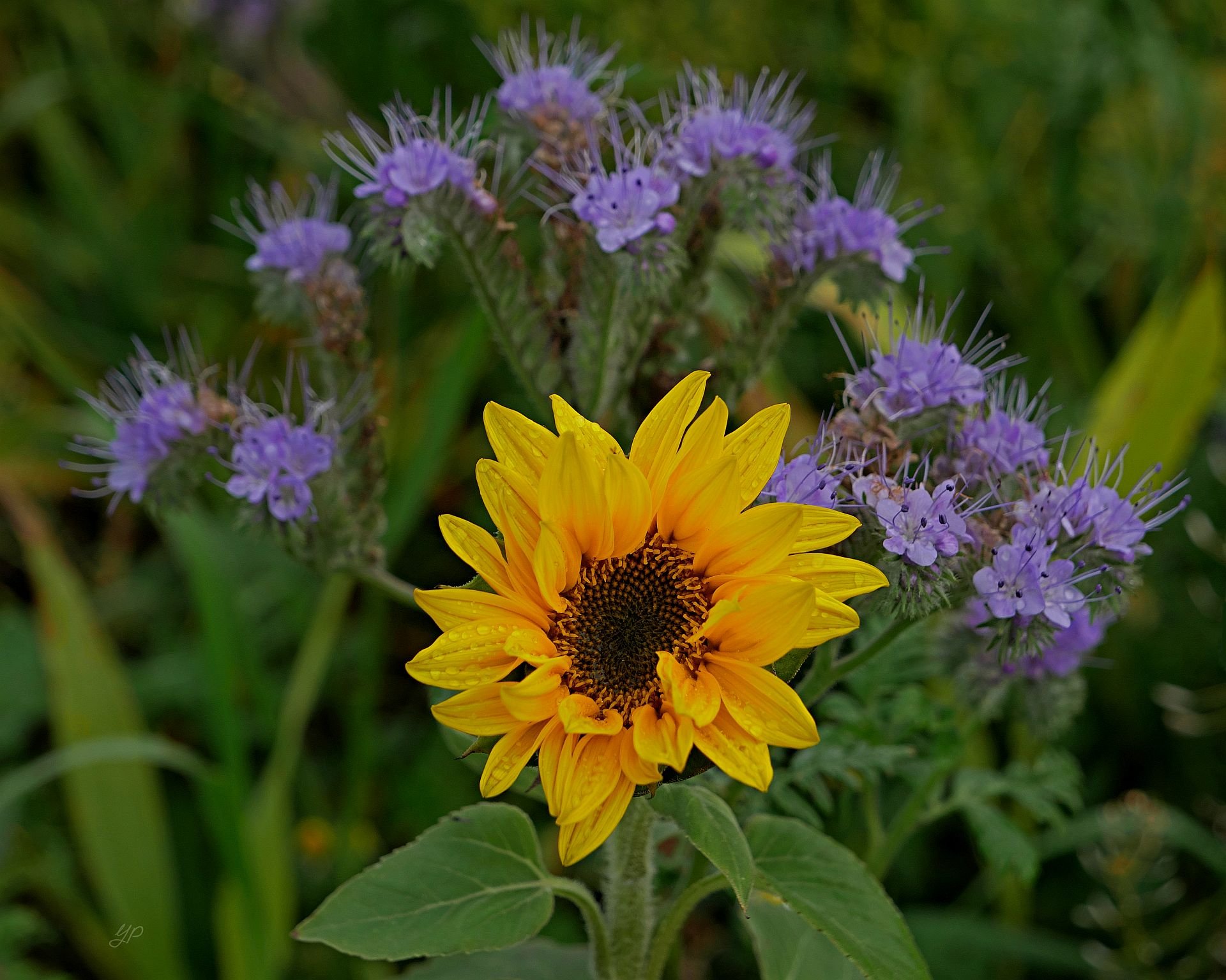 November-Umkränzung