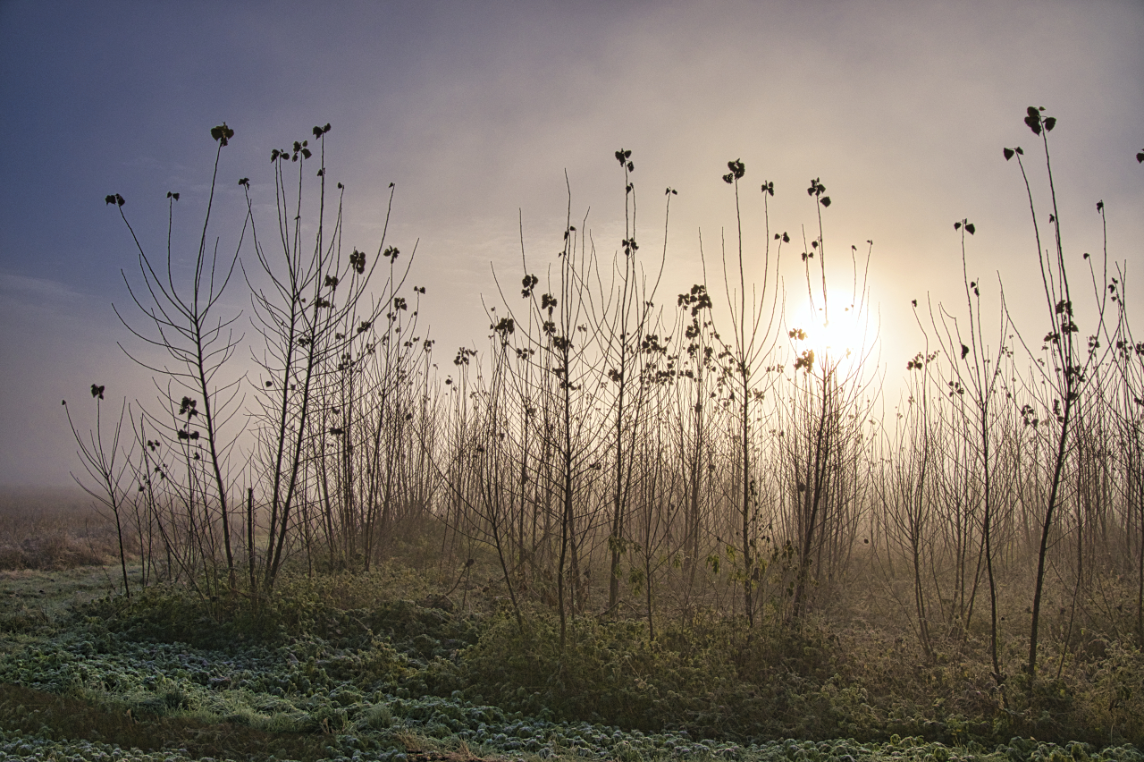 Novembermorgen