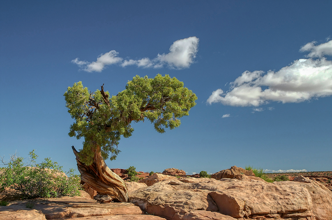 Nur ein Baum