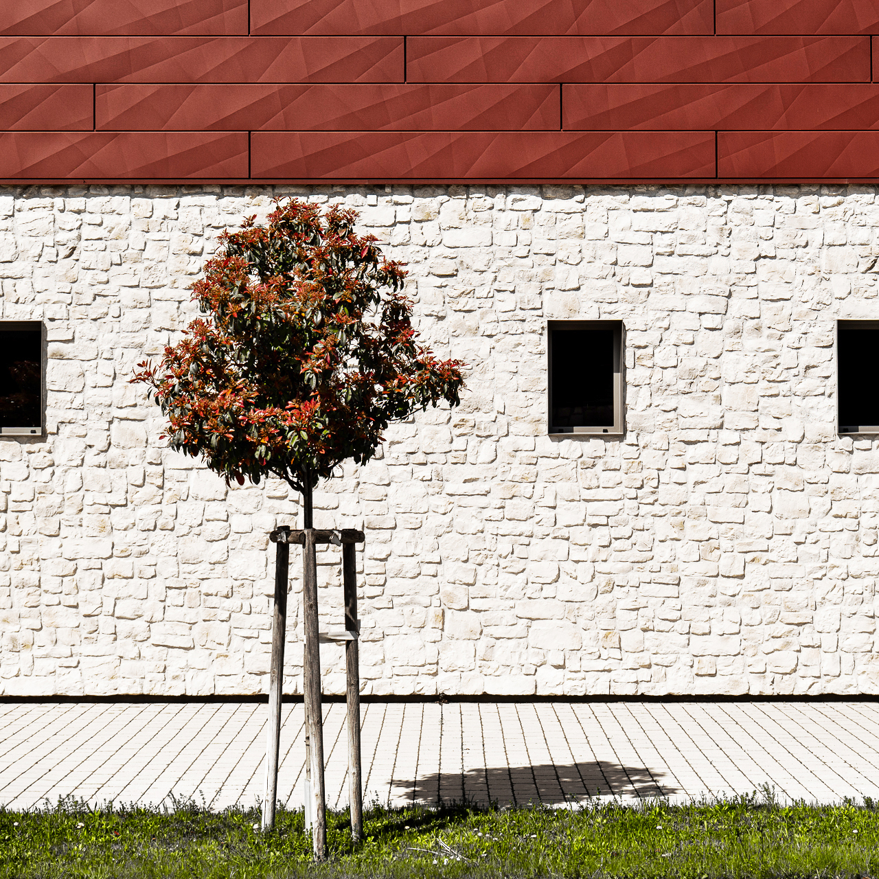 nur ein Baum