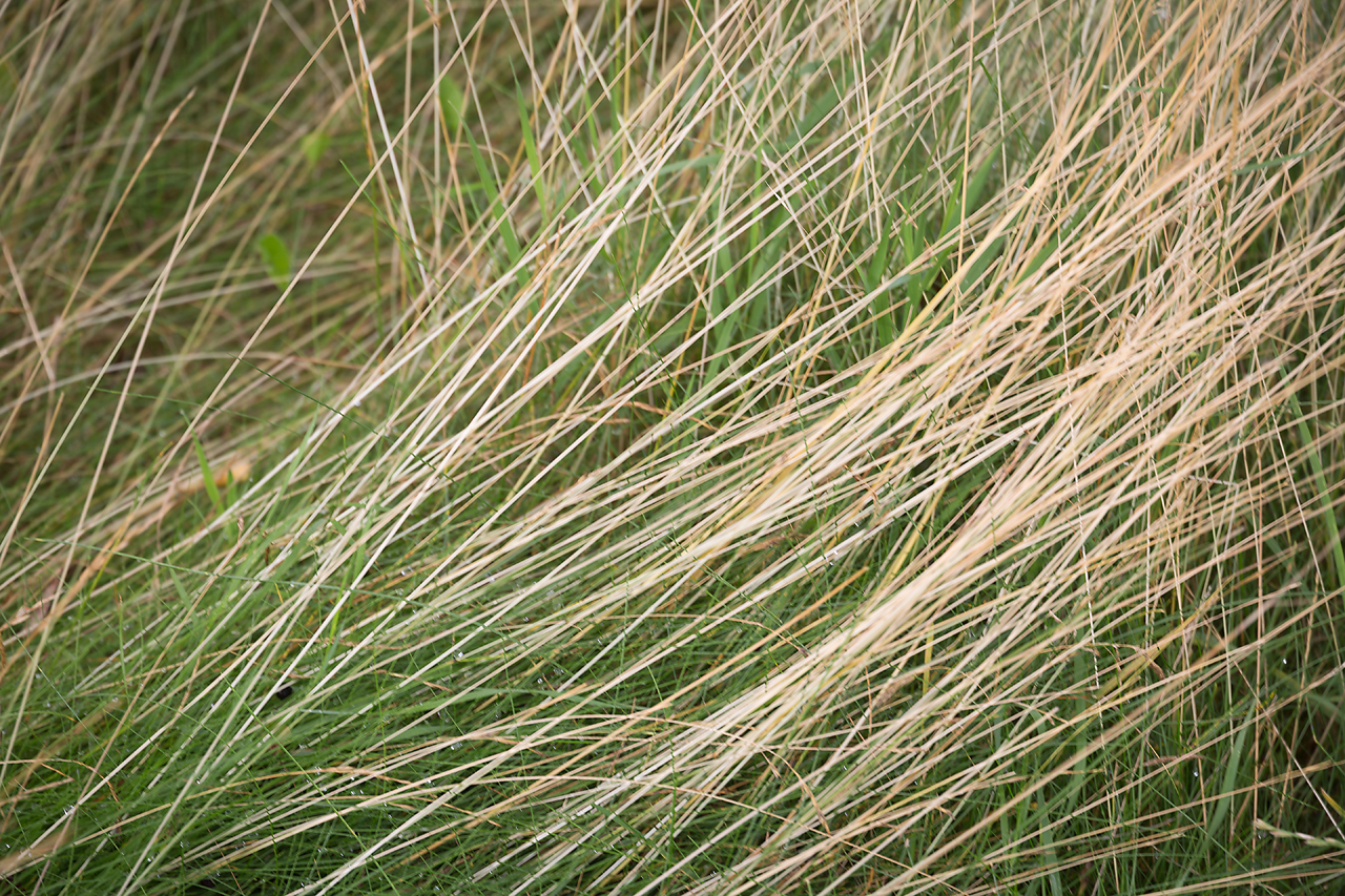 Nur ein bisschen Gras