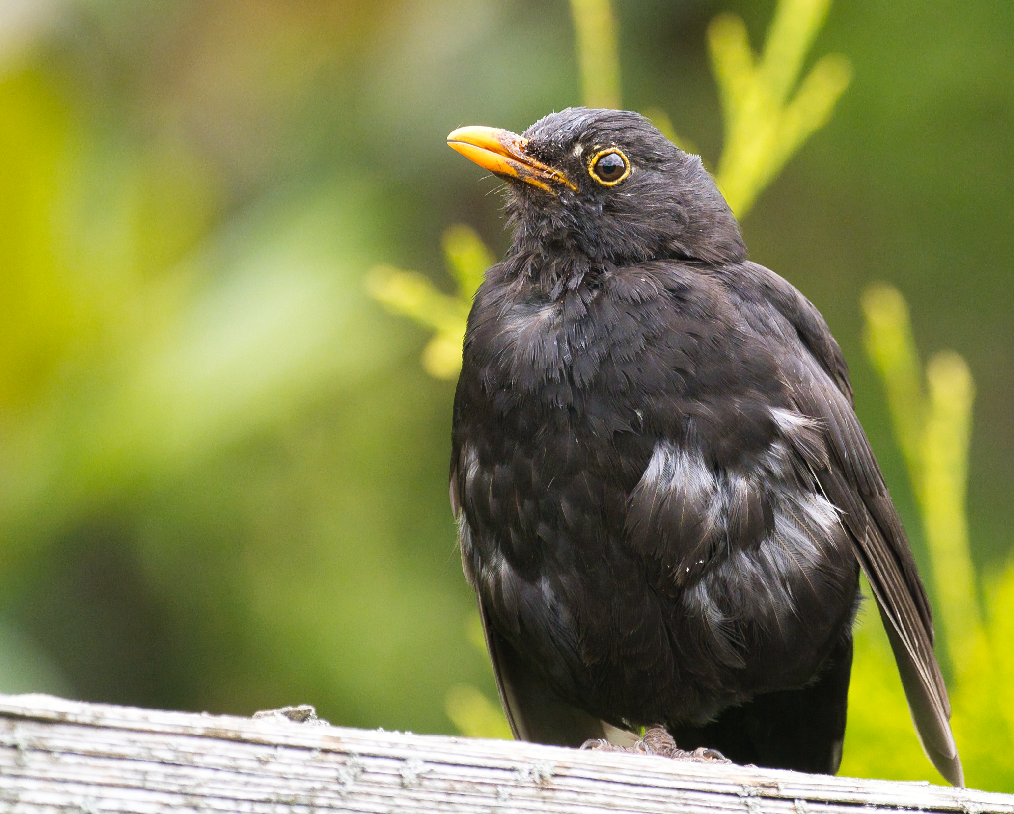 Nur eine Amsel