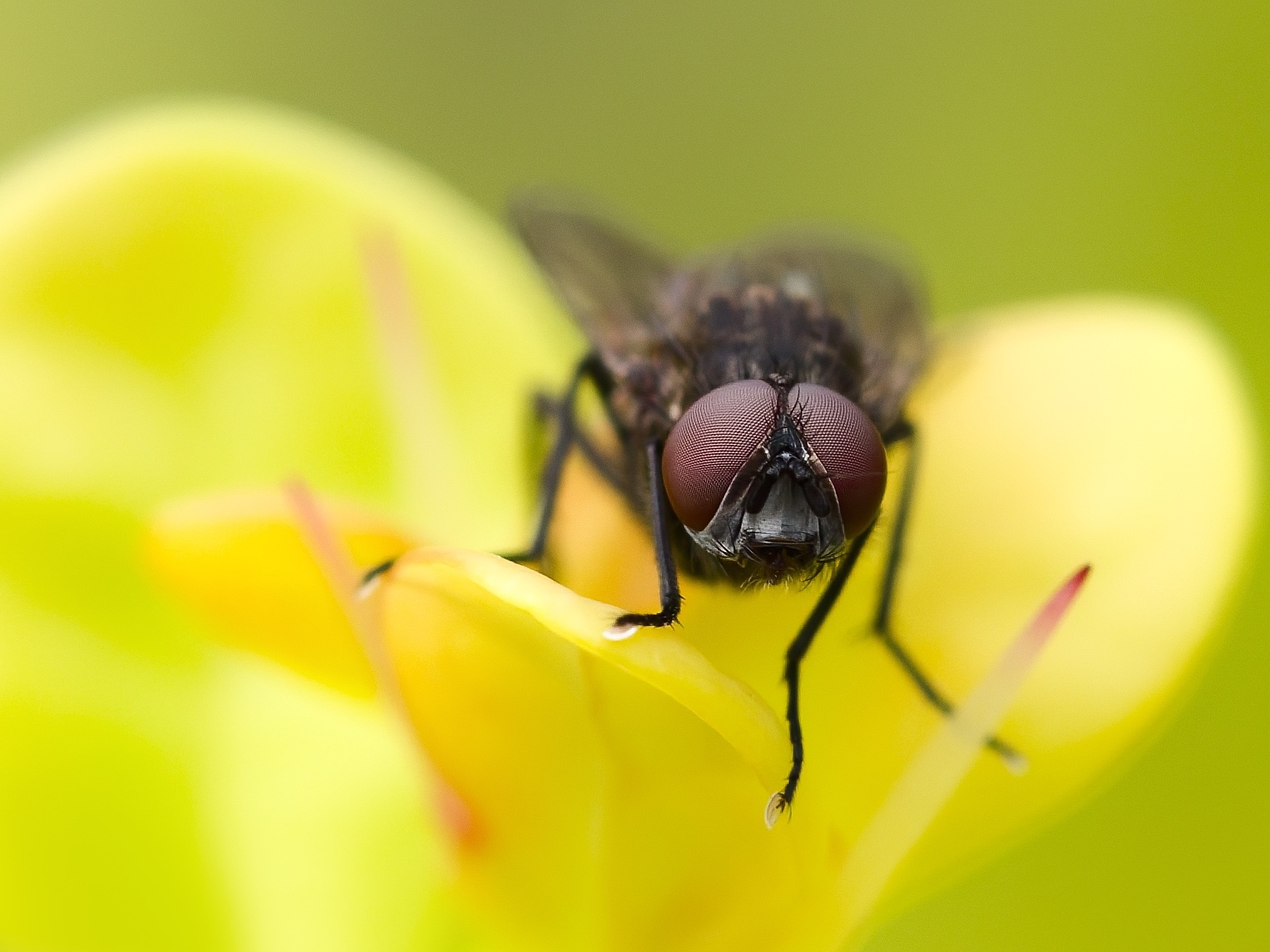Nur eine Fliege
