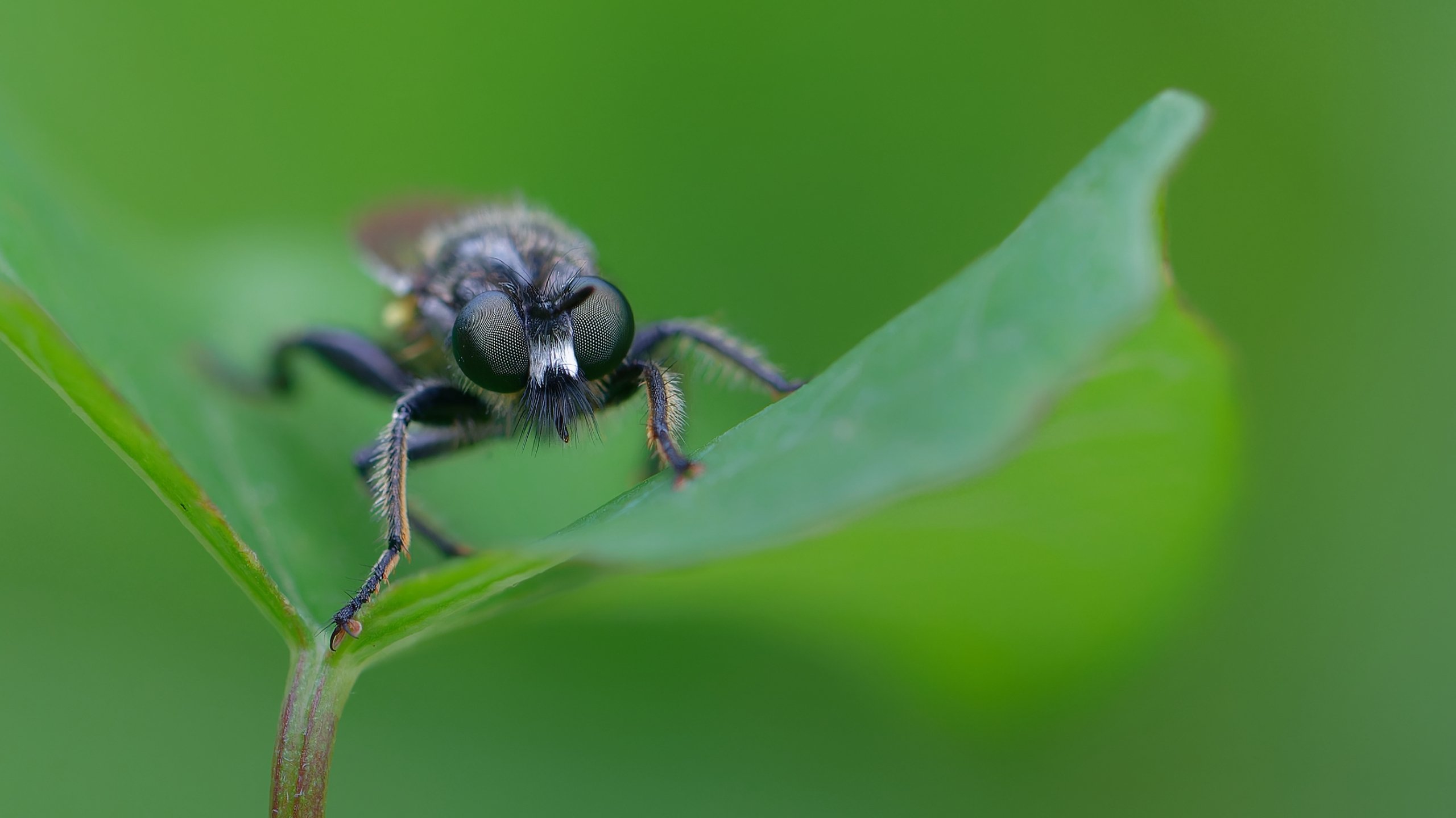 Nur eine Fliege