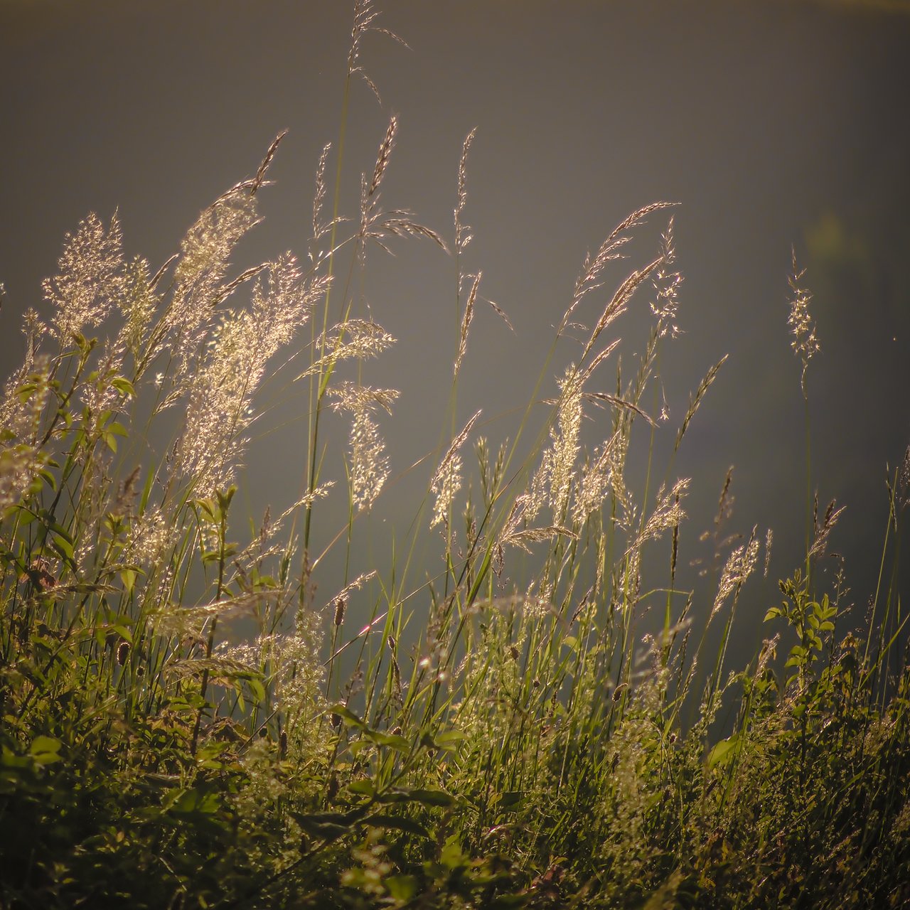 Nur Gras...