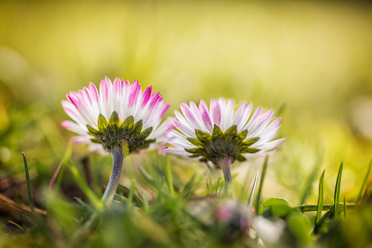 Nur zwei kleine Gänseblümchen