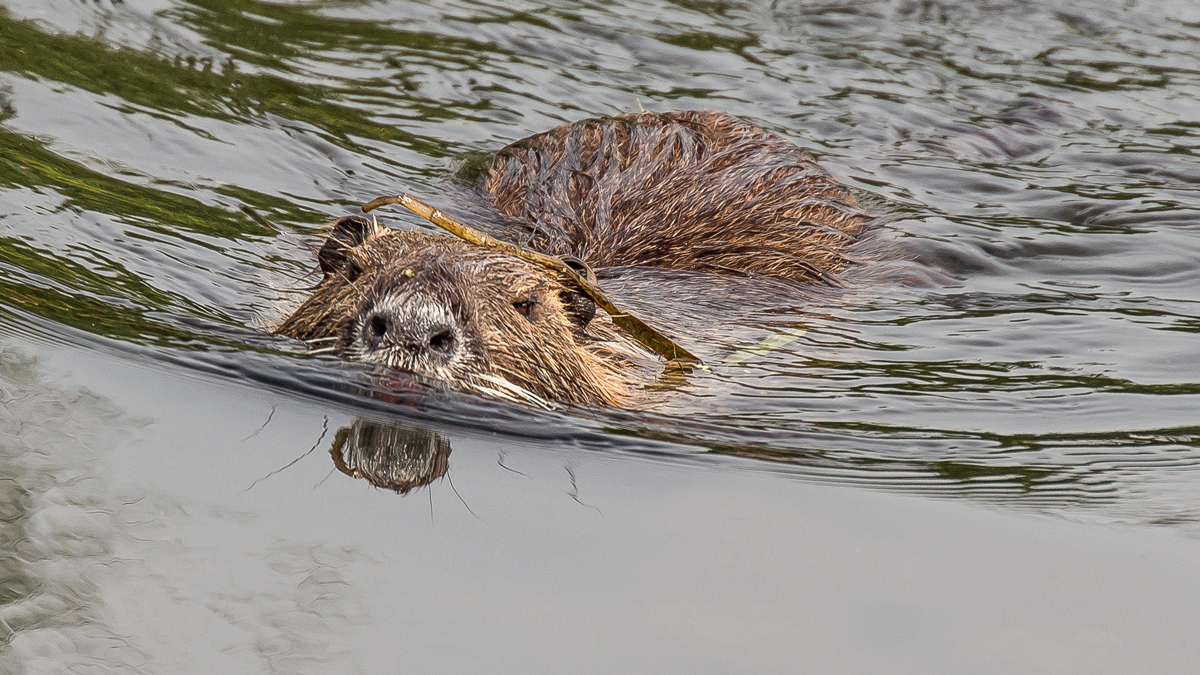 Nutria..jpg