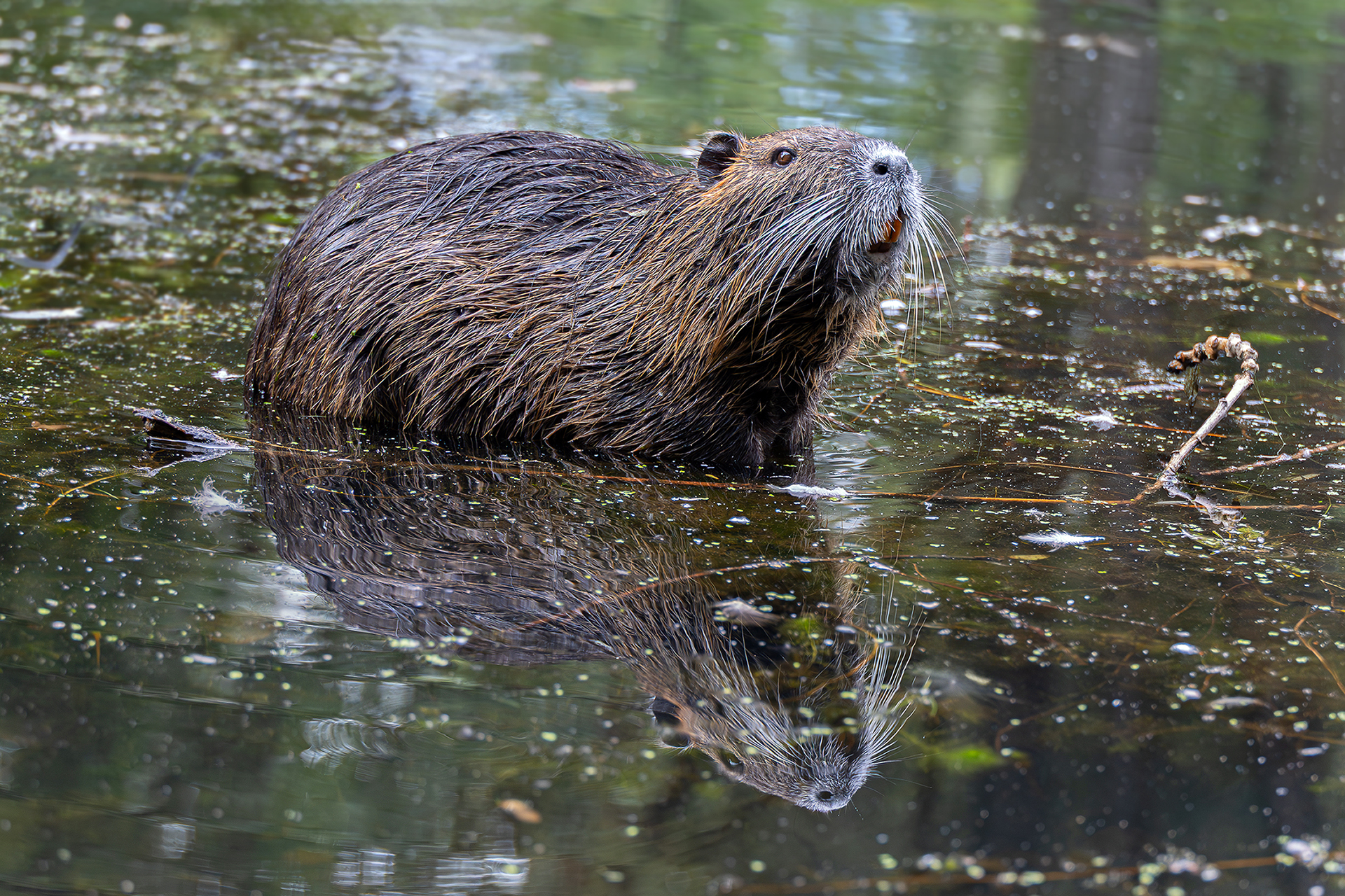 Nutria