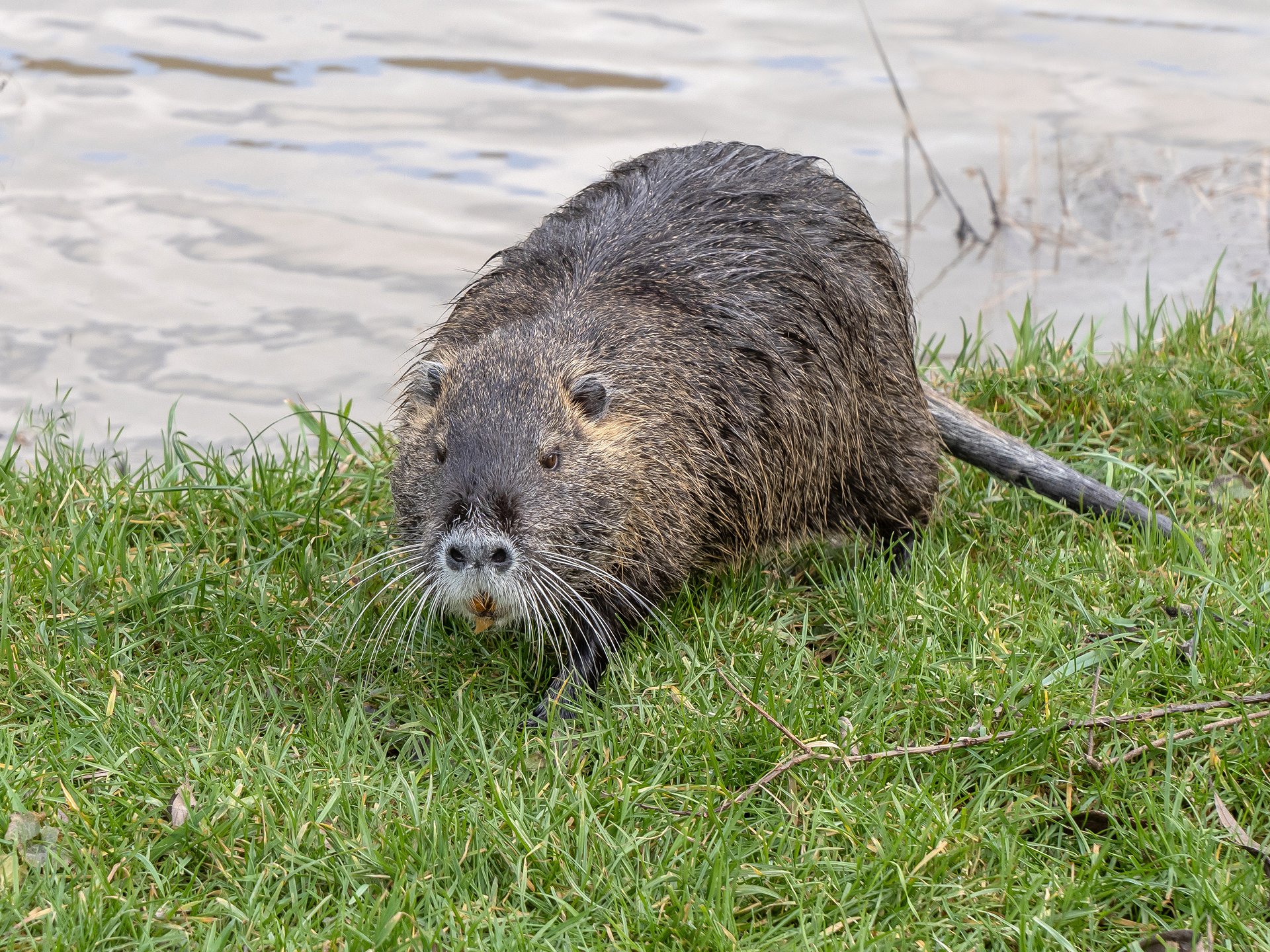 Nutria