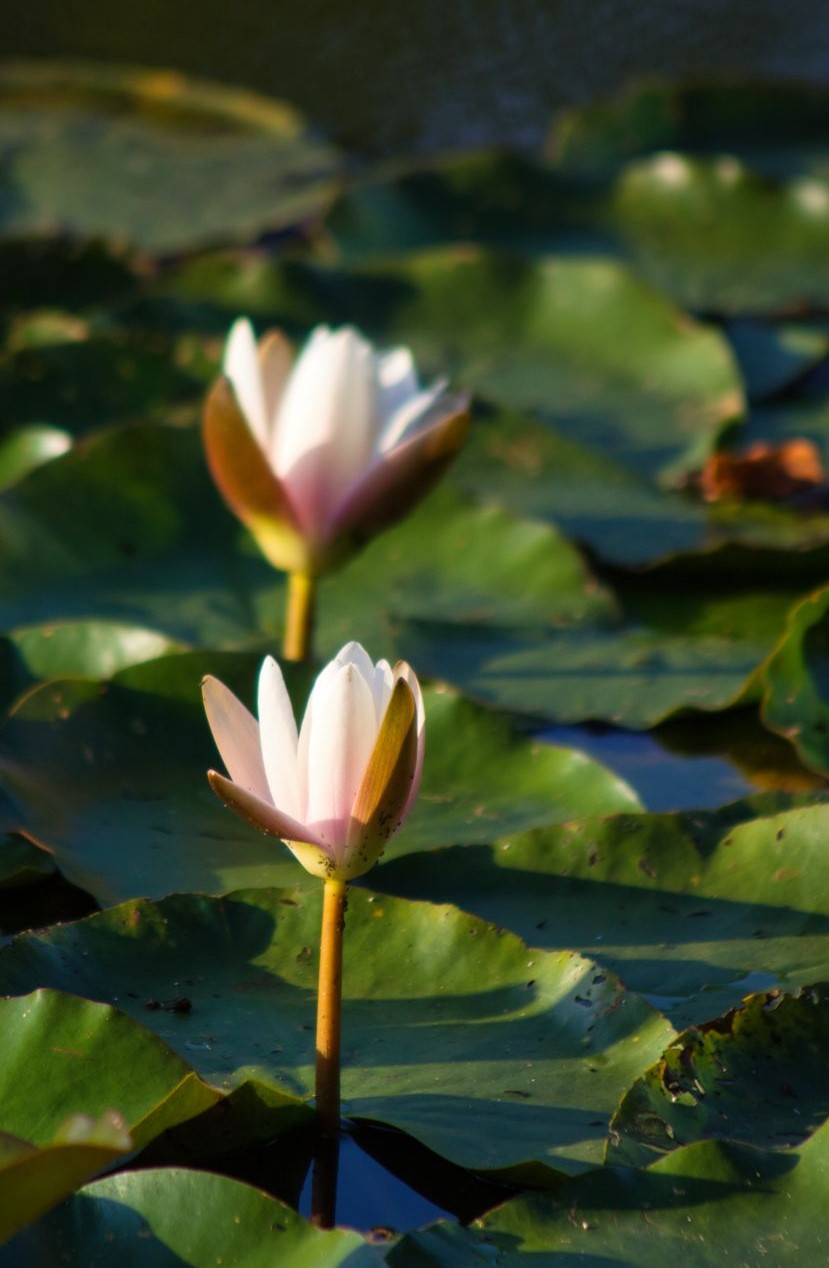 Nymphaea