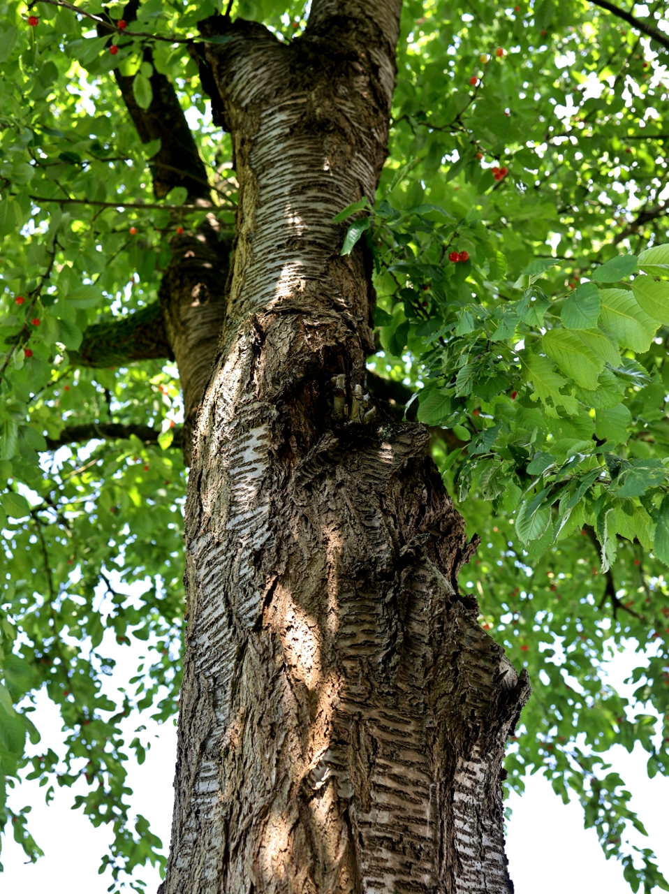 Oben im Baum...