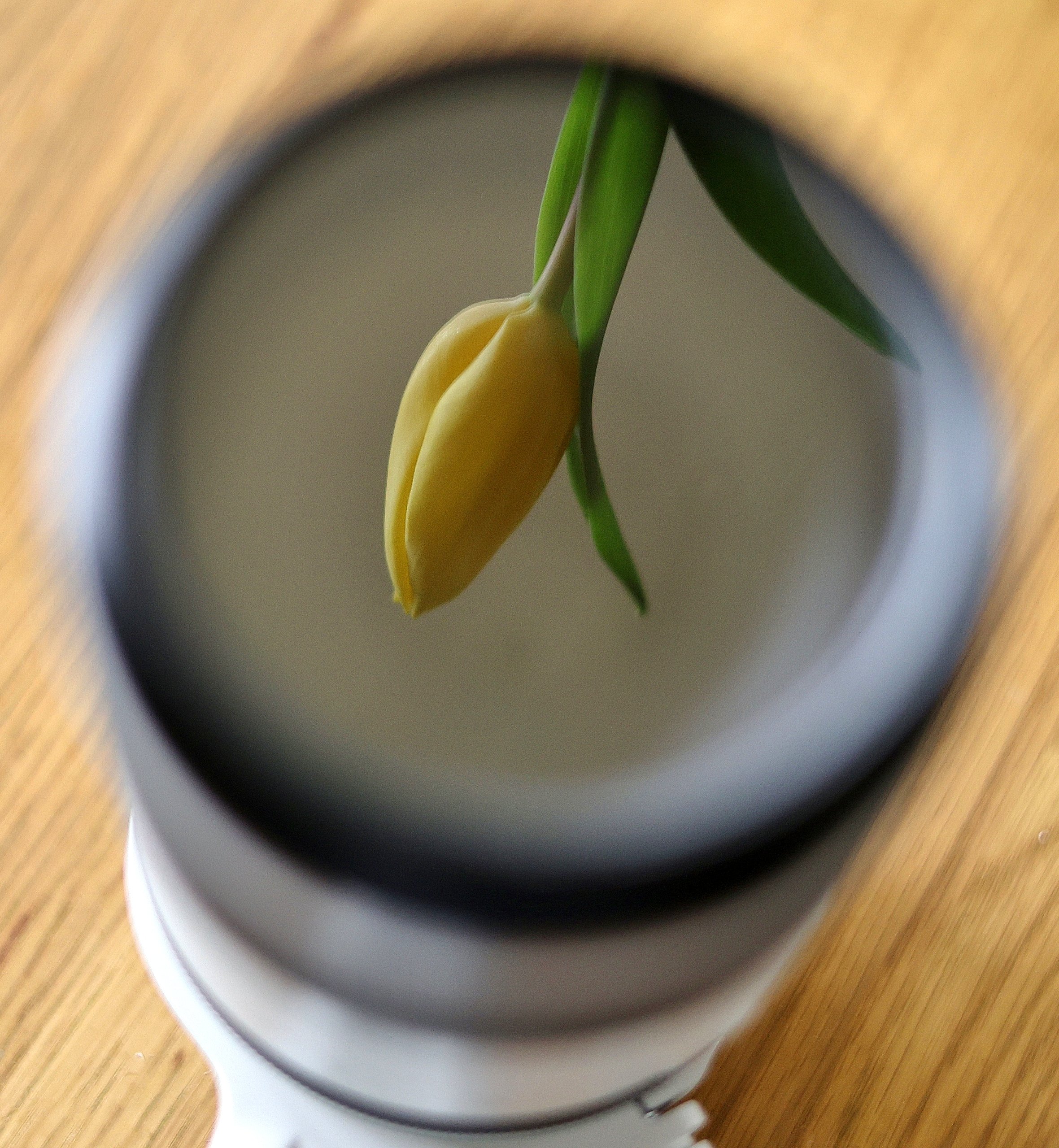 Objektiv mit Tulpe