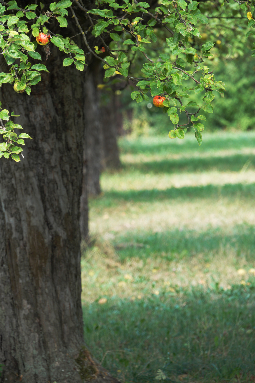 Obstbäume