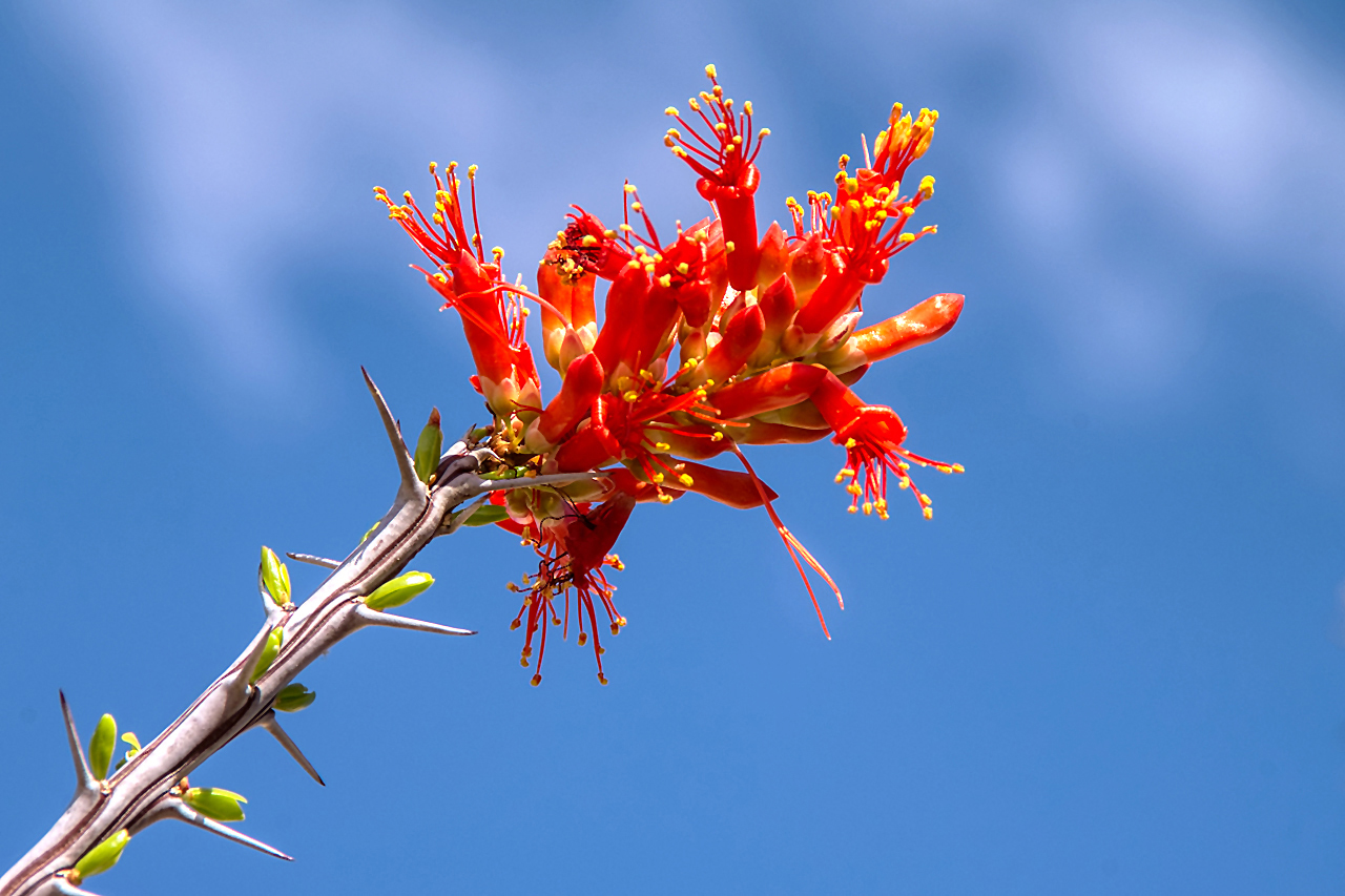 Ocotillo