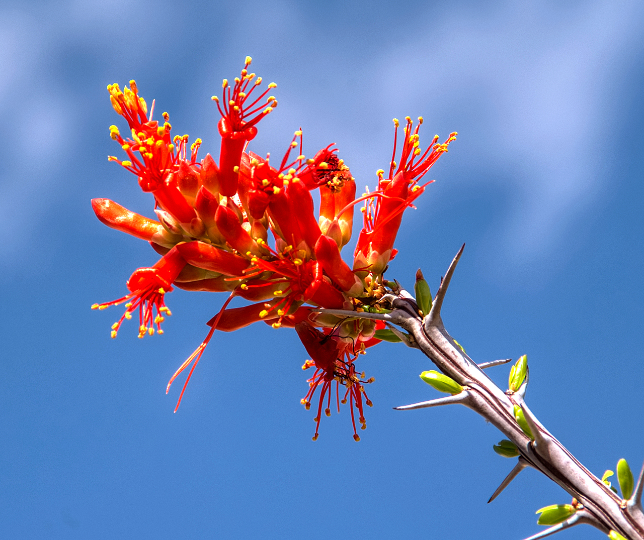 Ocotillo