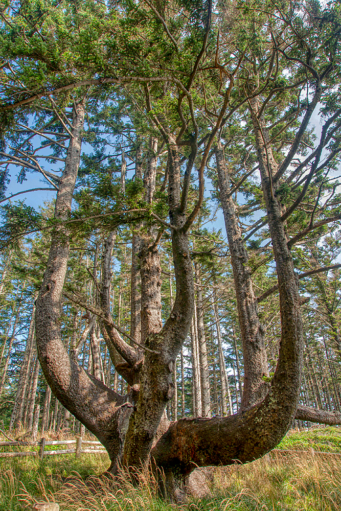 Octopus Tree