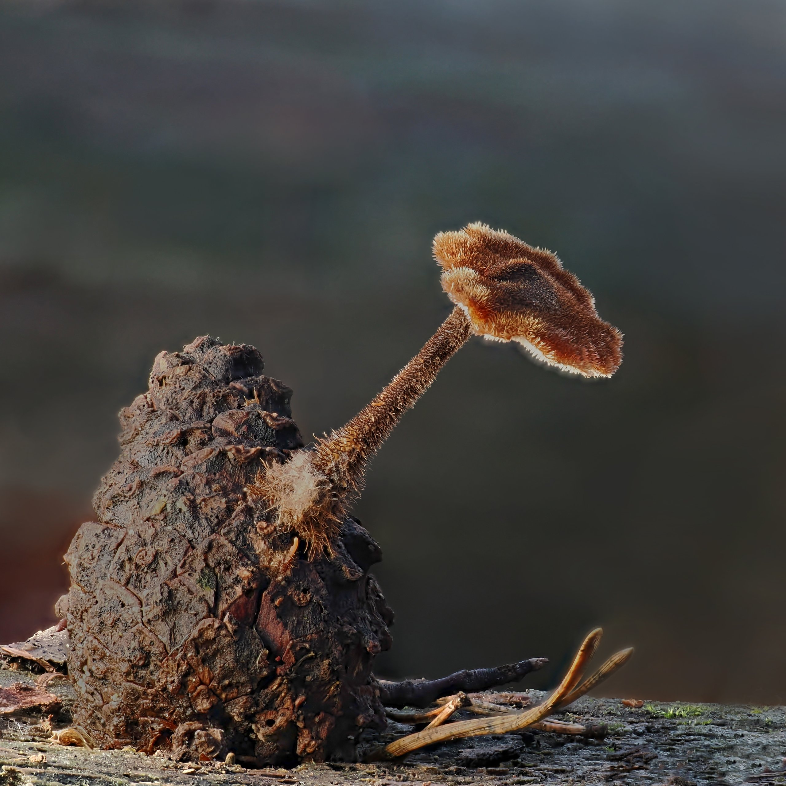 Ohrlöffel Stacheling