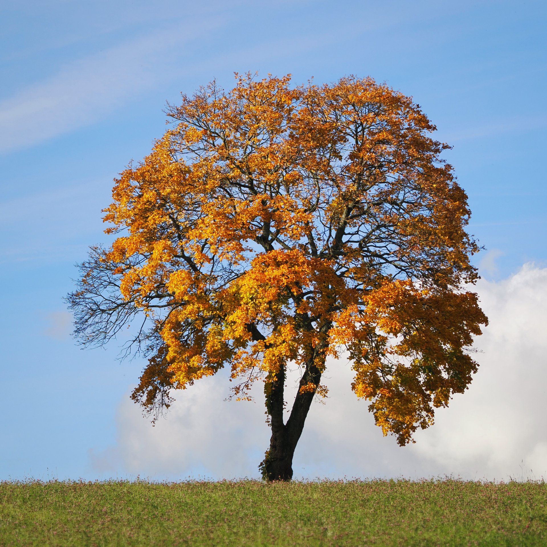 Oktoberbaum