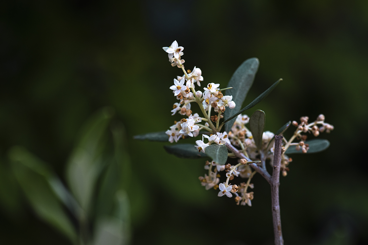 Olivenblüte