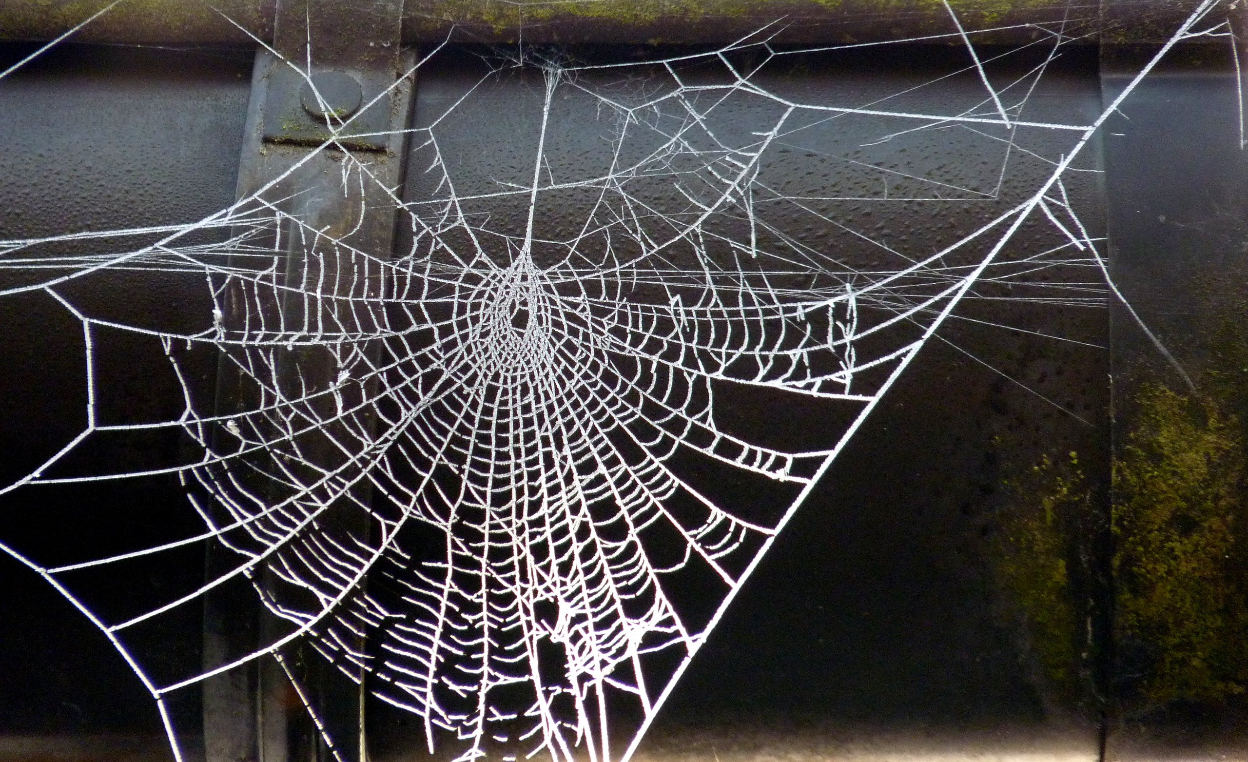 Omas Spitzendeckchen