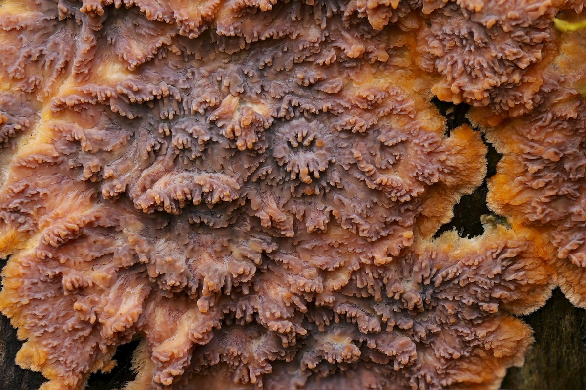 Orangeroter Kammpilz